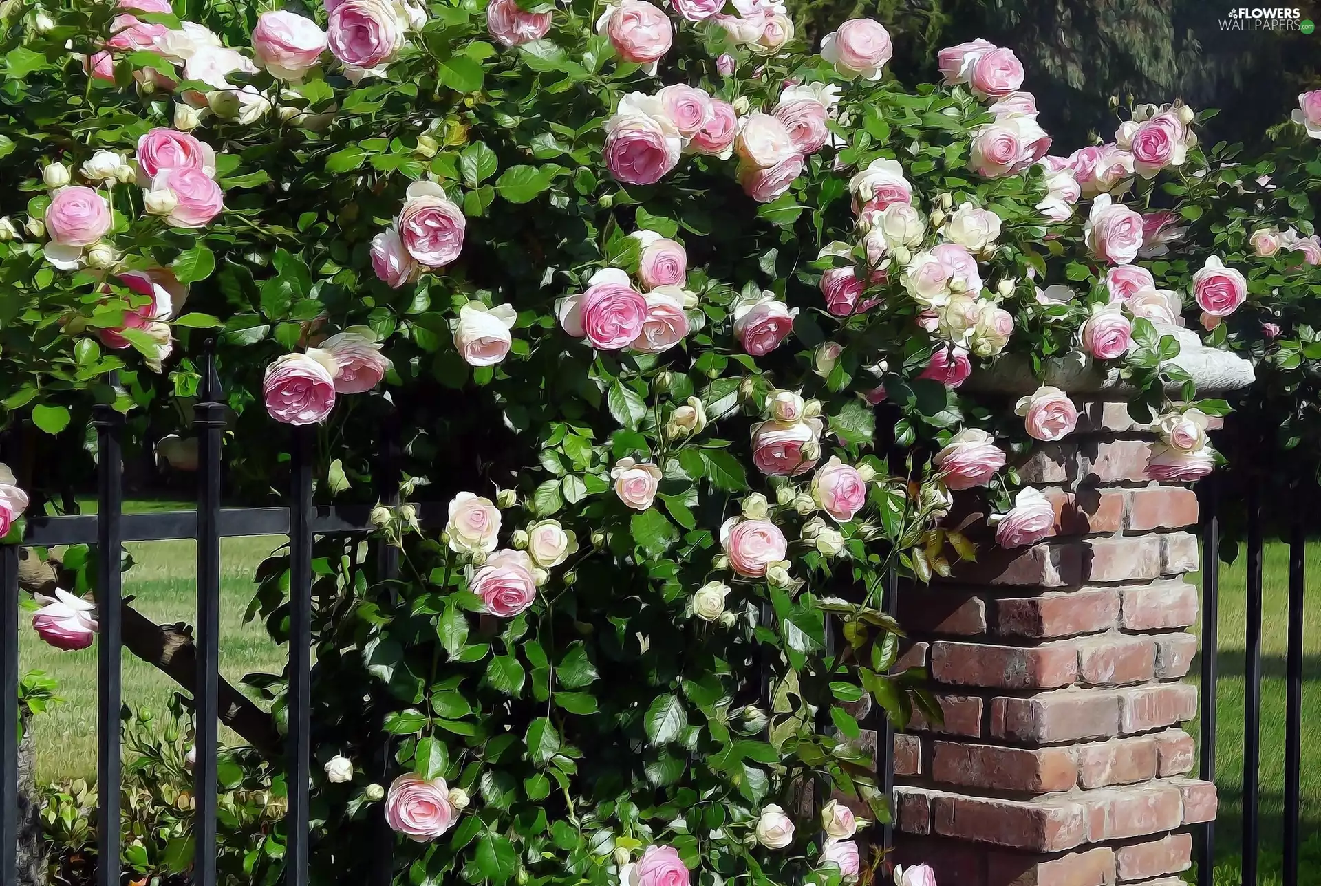 Park, Climbing, roses, fence