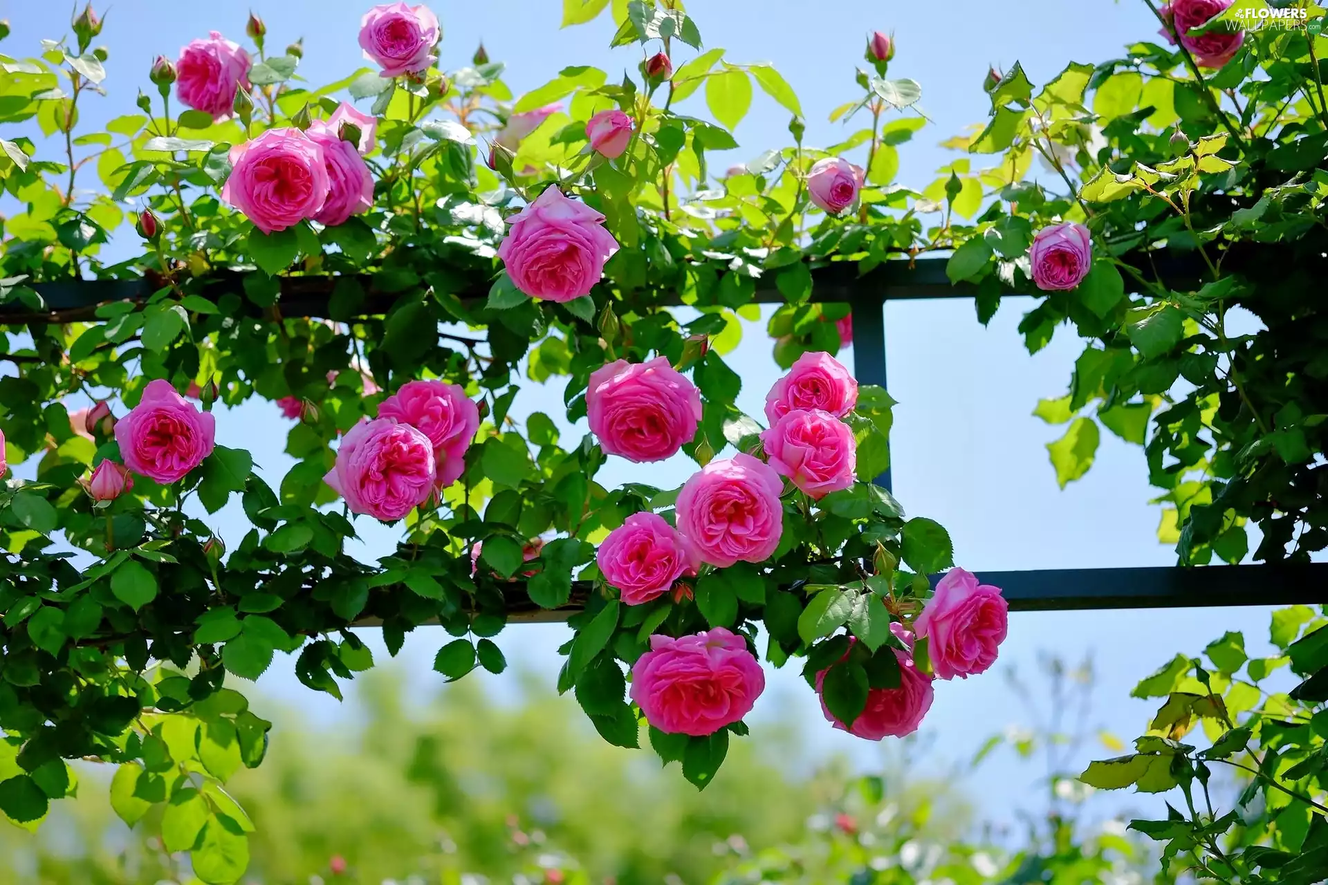 roses, pergola