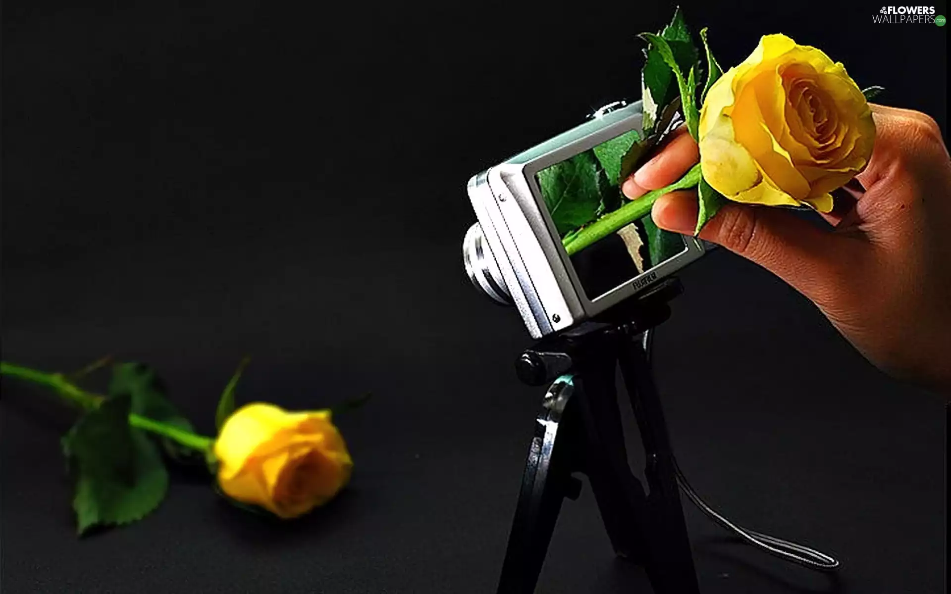 roses, Camera, photographic