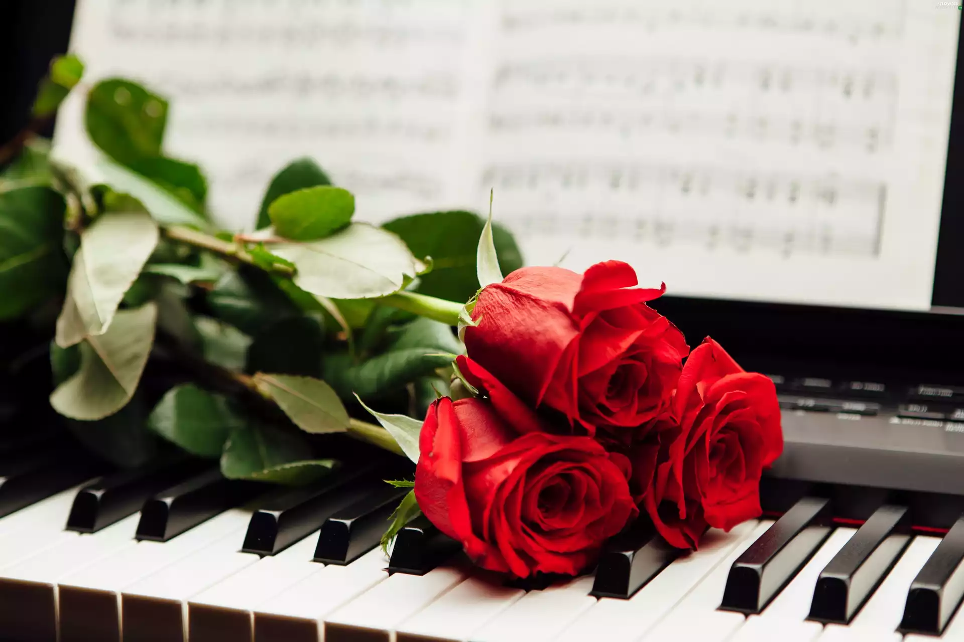 roses, Piano