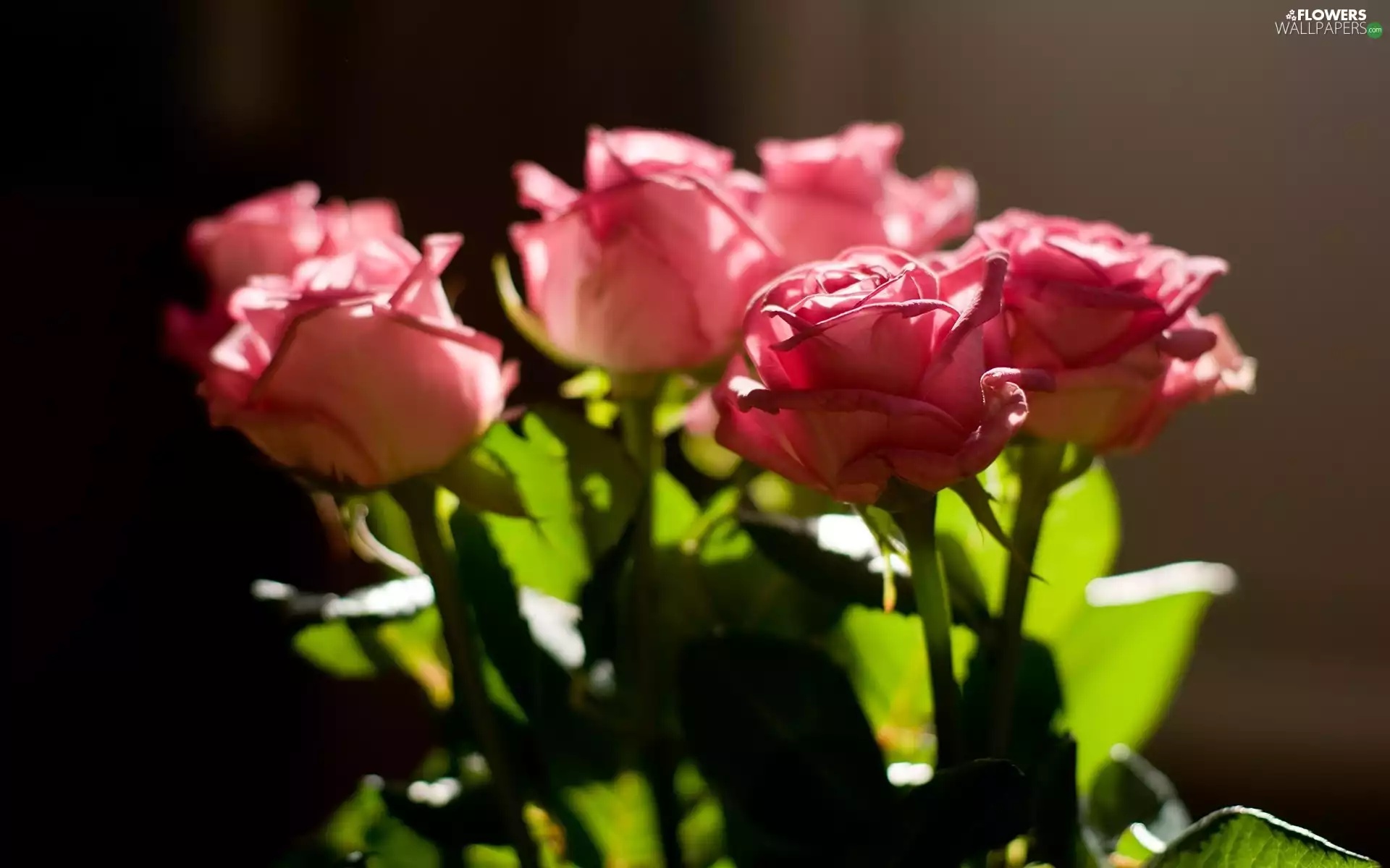 Pink, roses