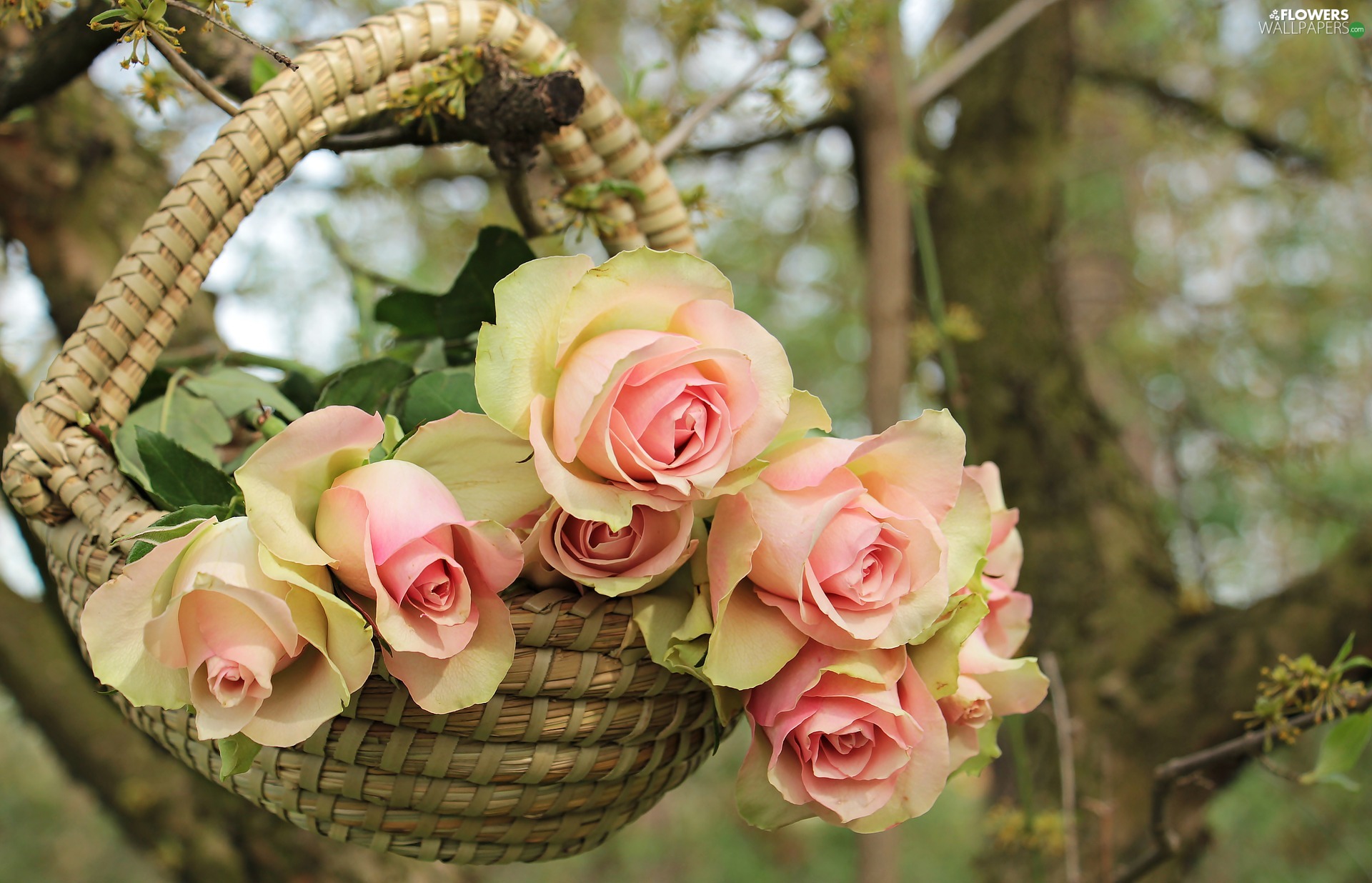 branch, blurry background, roses, basket, Pink
