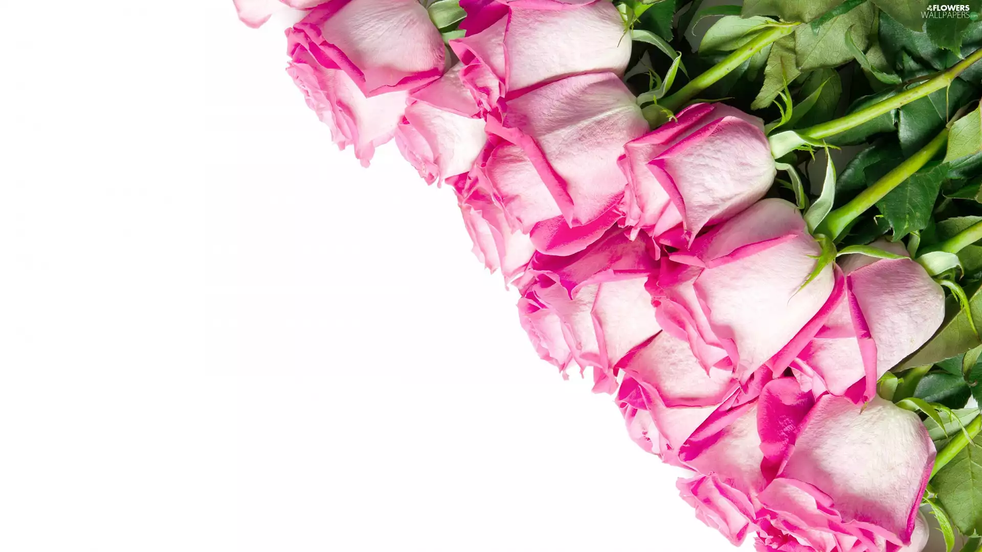 Pink, White, background, roses