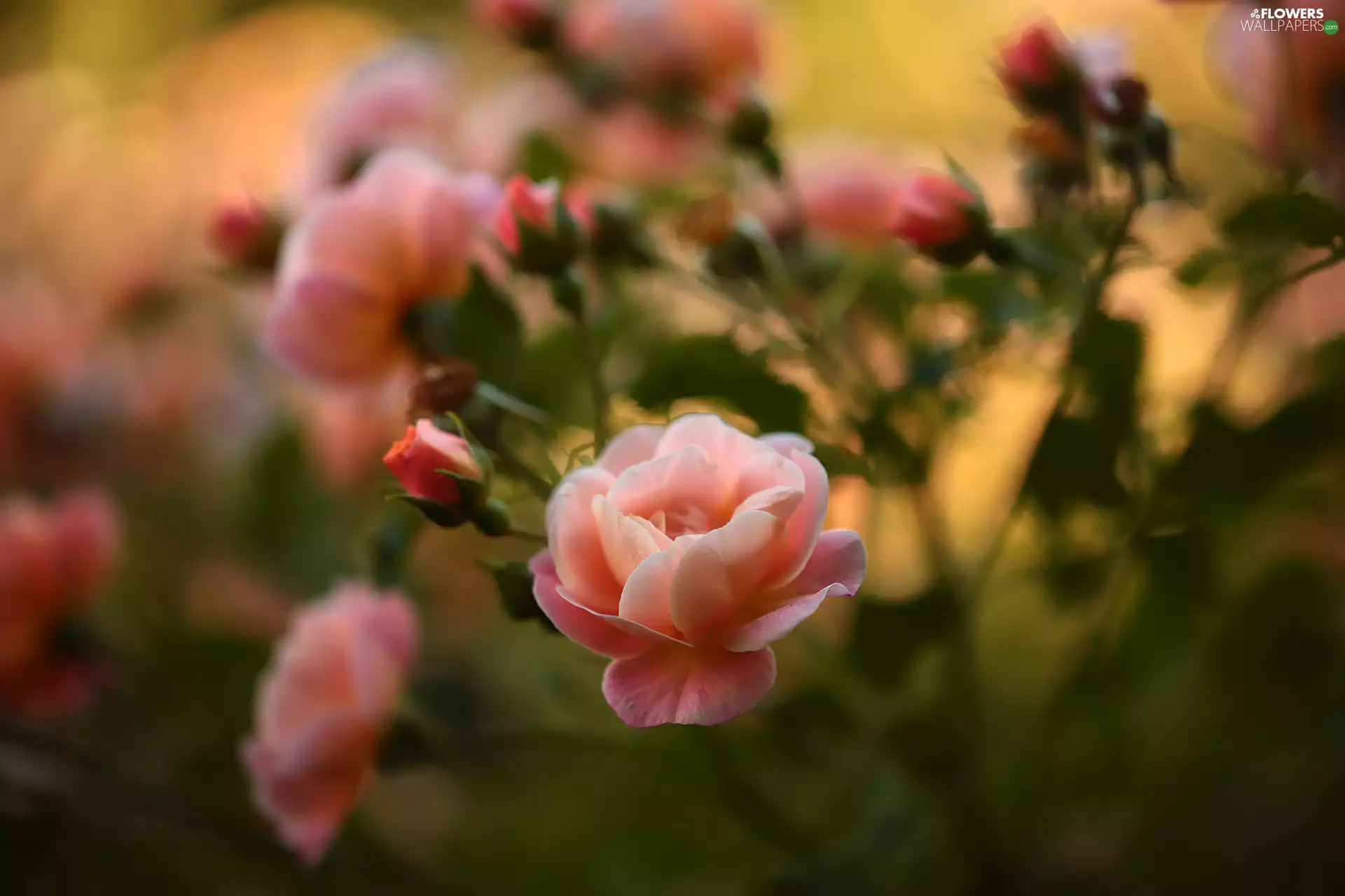 Pink, Flowers, blur, roses