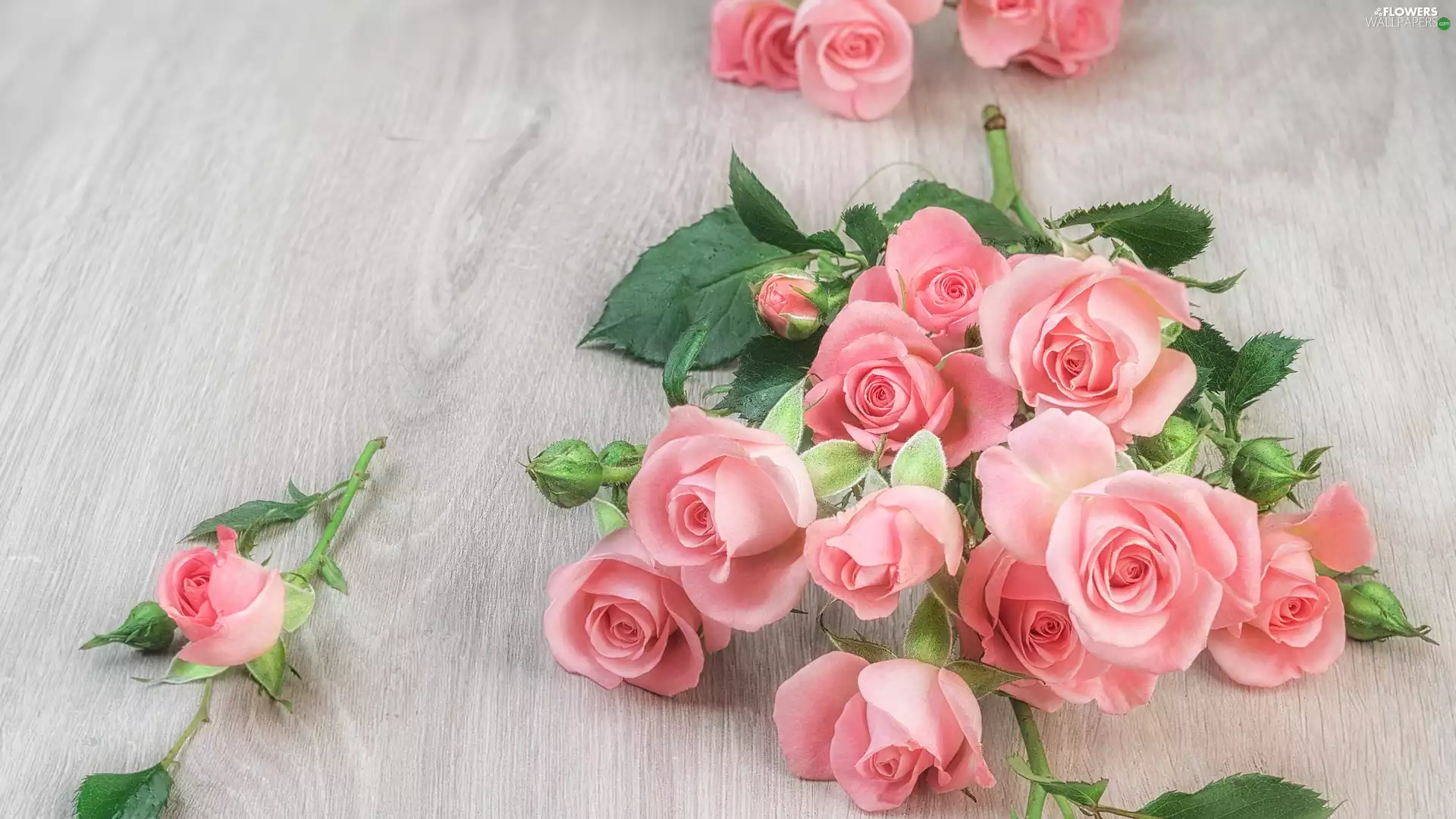 Pink, Buds, boarding, roses