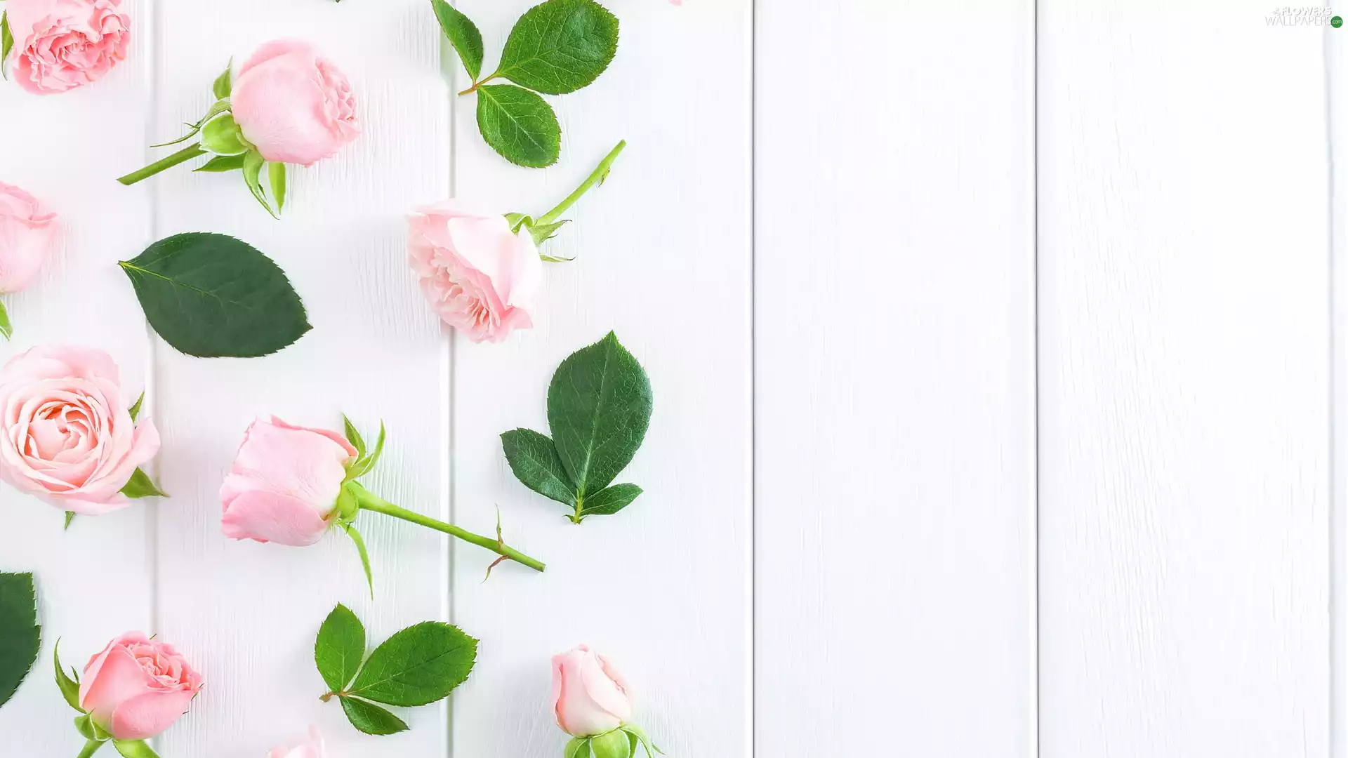Pink, leaves, boarding, roses