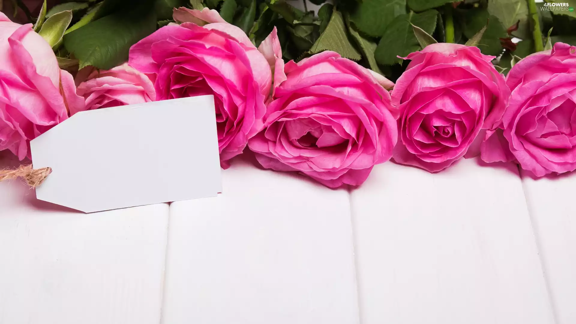 Pink, scribble, boarding, roses