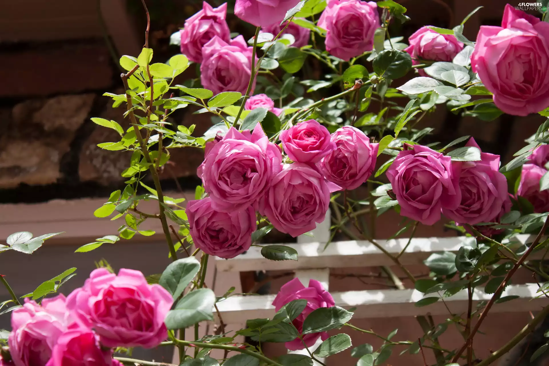 Pink, Twigs, Bush, roses