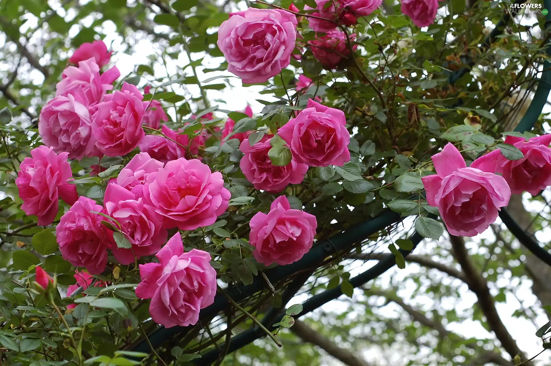 roses, Climbing, Pink