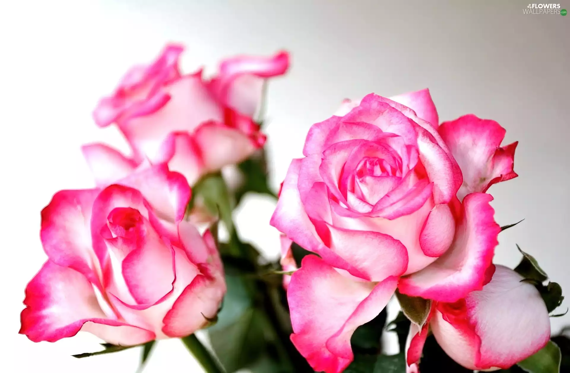 roses, Flowers, Pink