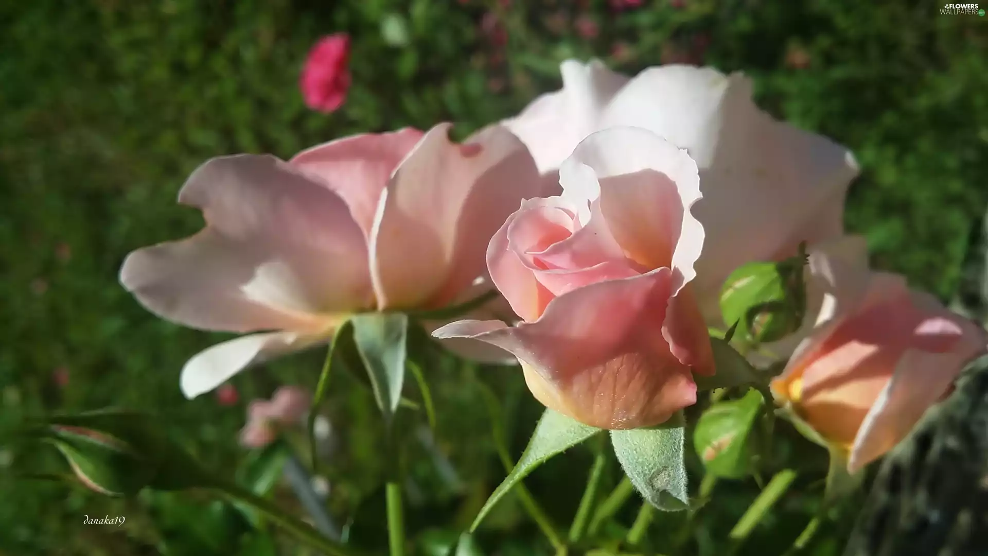 roses, Flowers, Pink