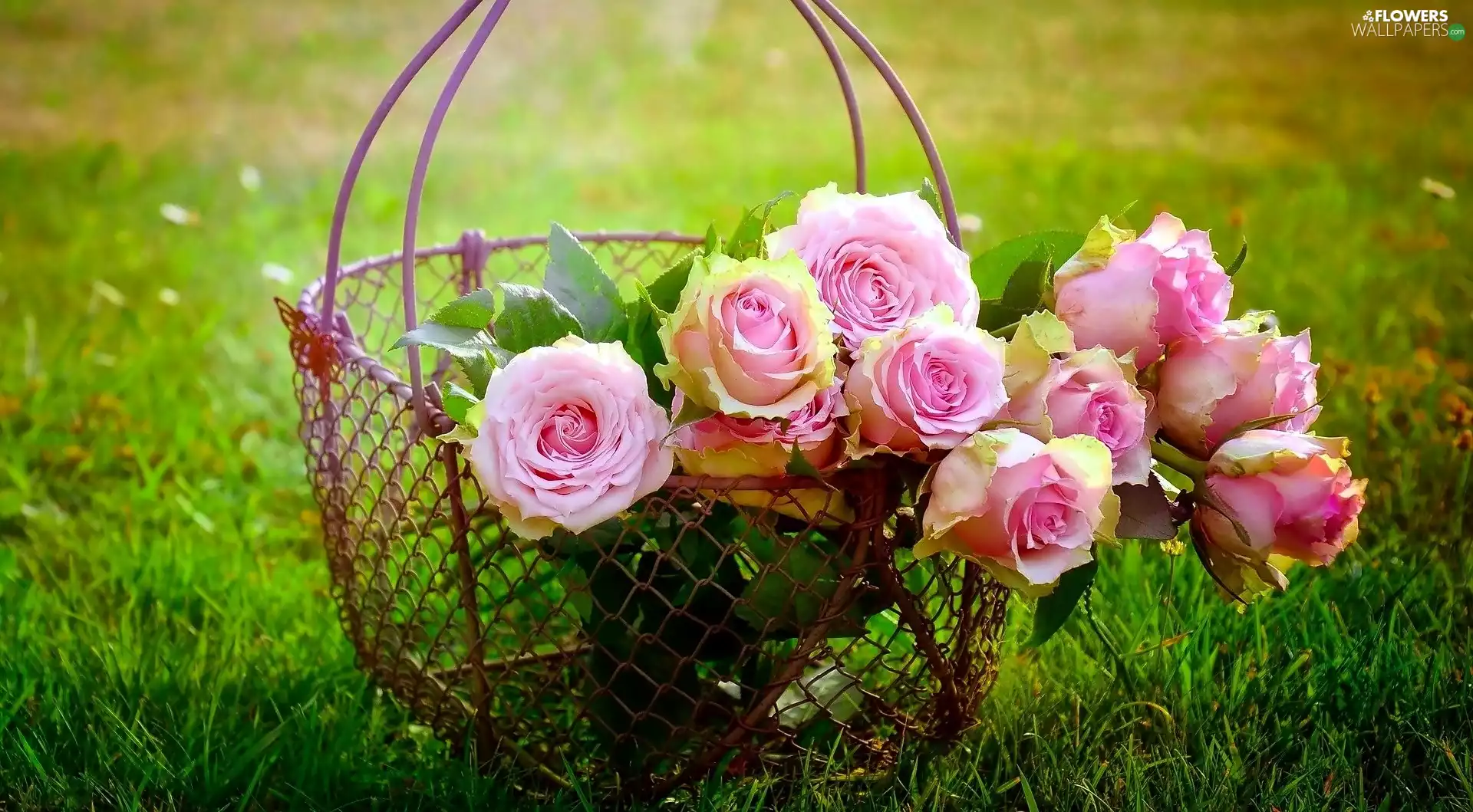 Pink, basket, grass, roses