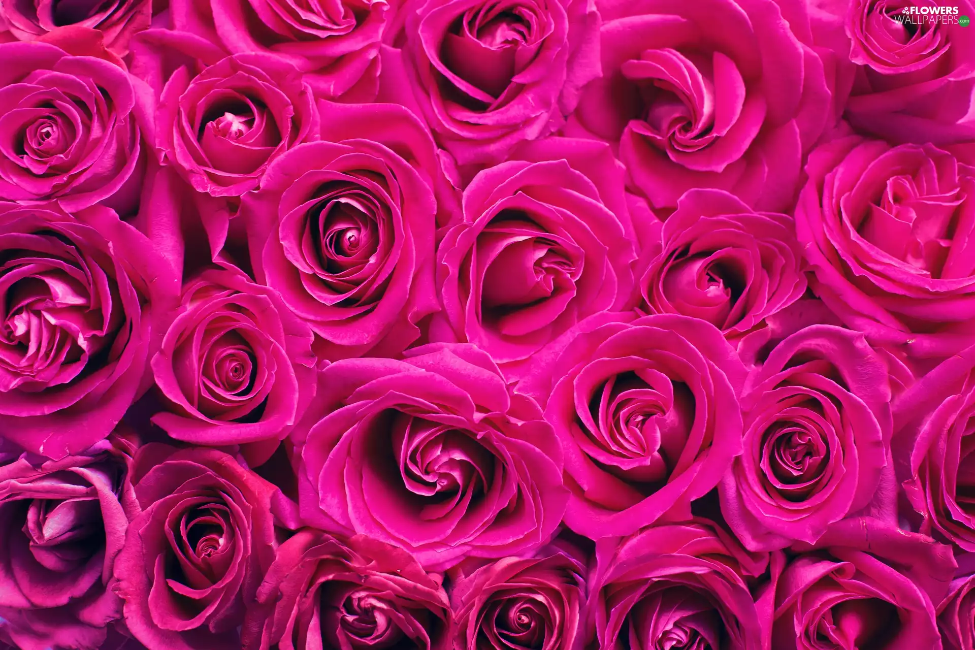 Pink, Flowers, heads, roses