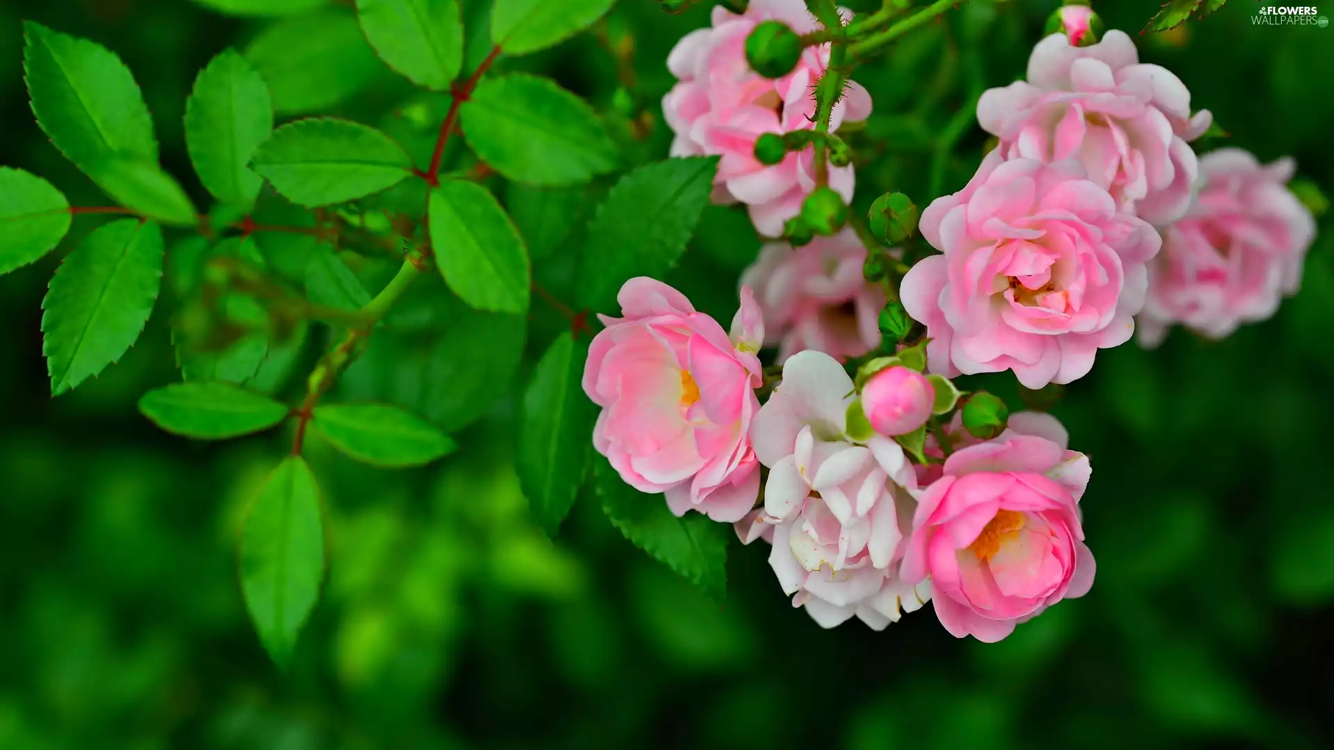 Pink, Bush, Leaf, roses