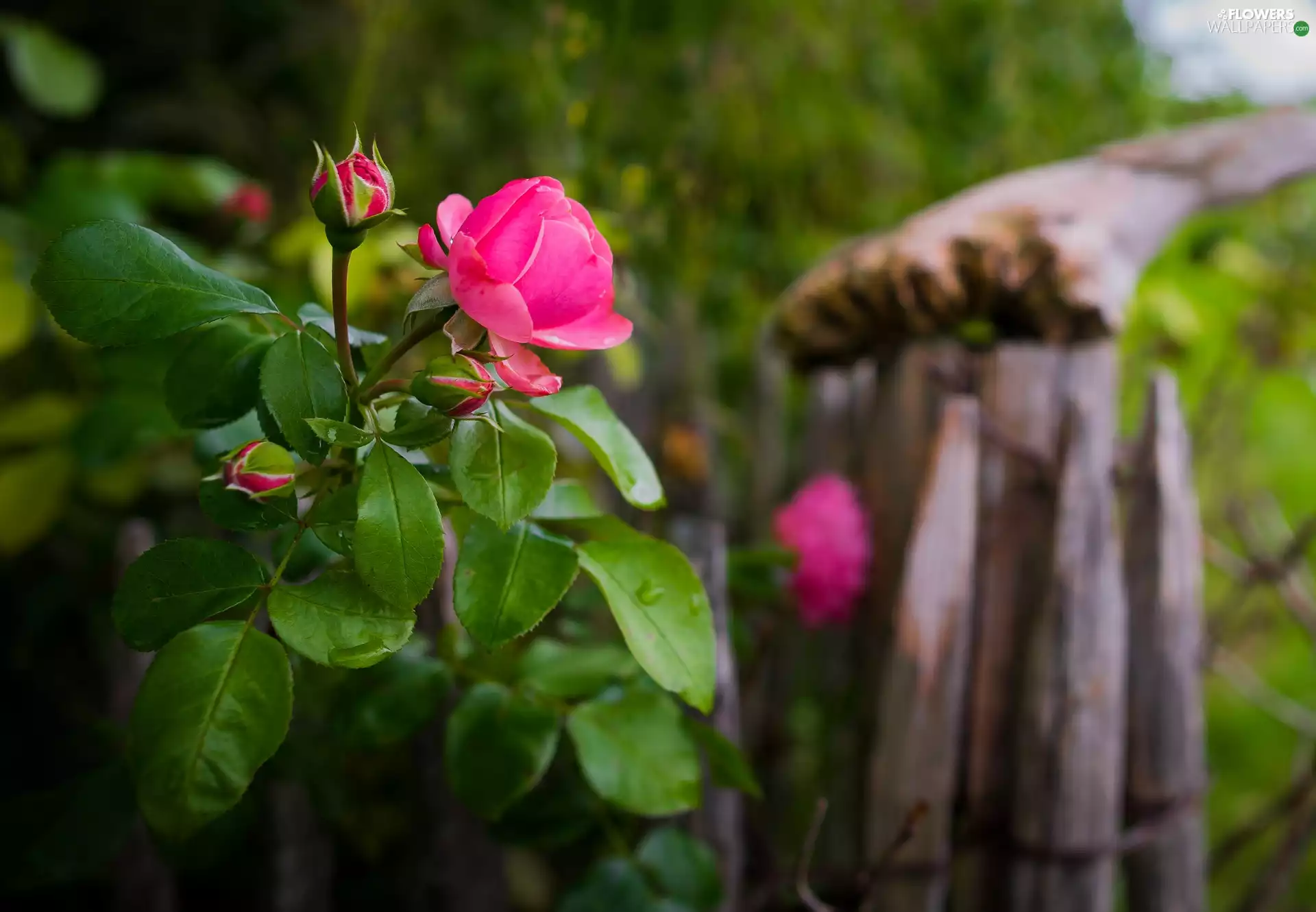 Pink, Buds, leaves, roses
