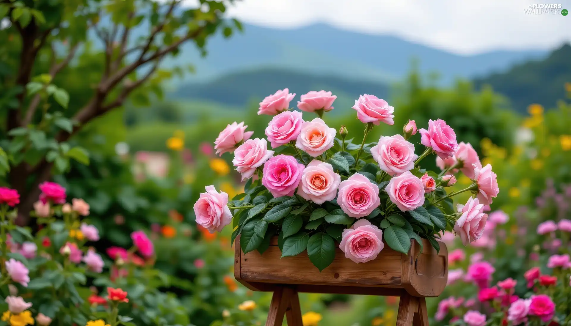 Pink, box, Mountains, roses