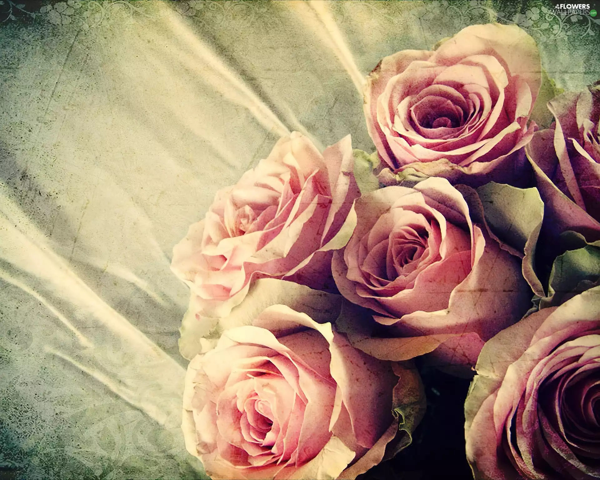 Pink, Old, photography, roses