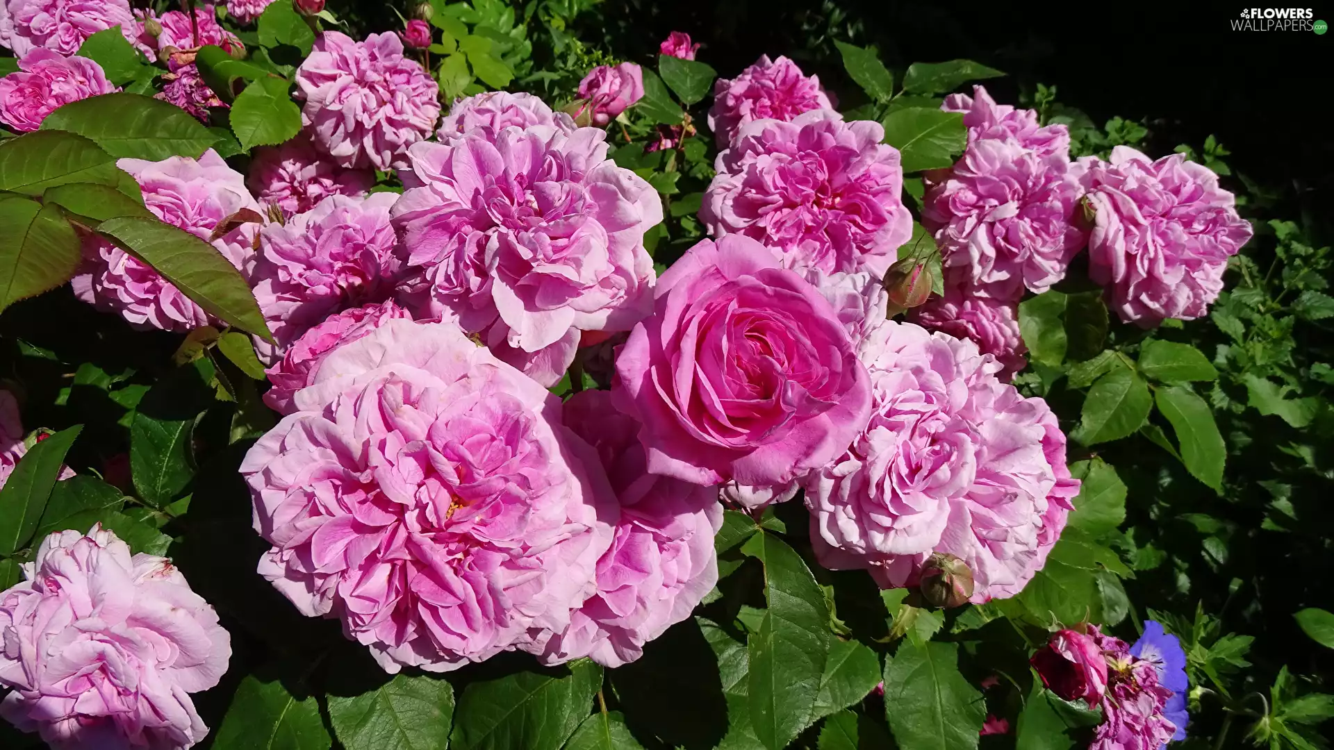 Pink, Bush, rapprochement, roses