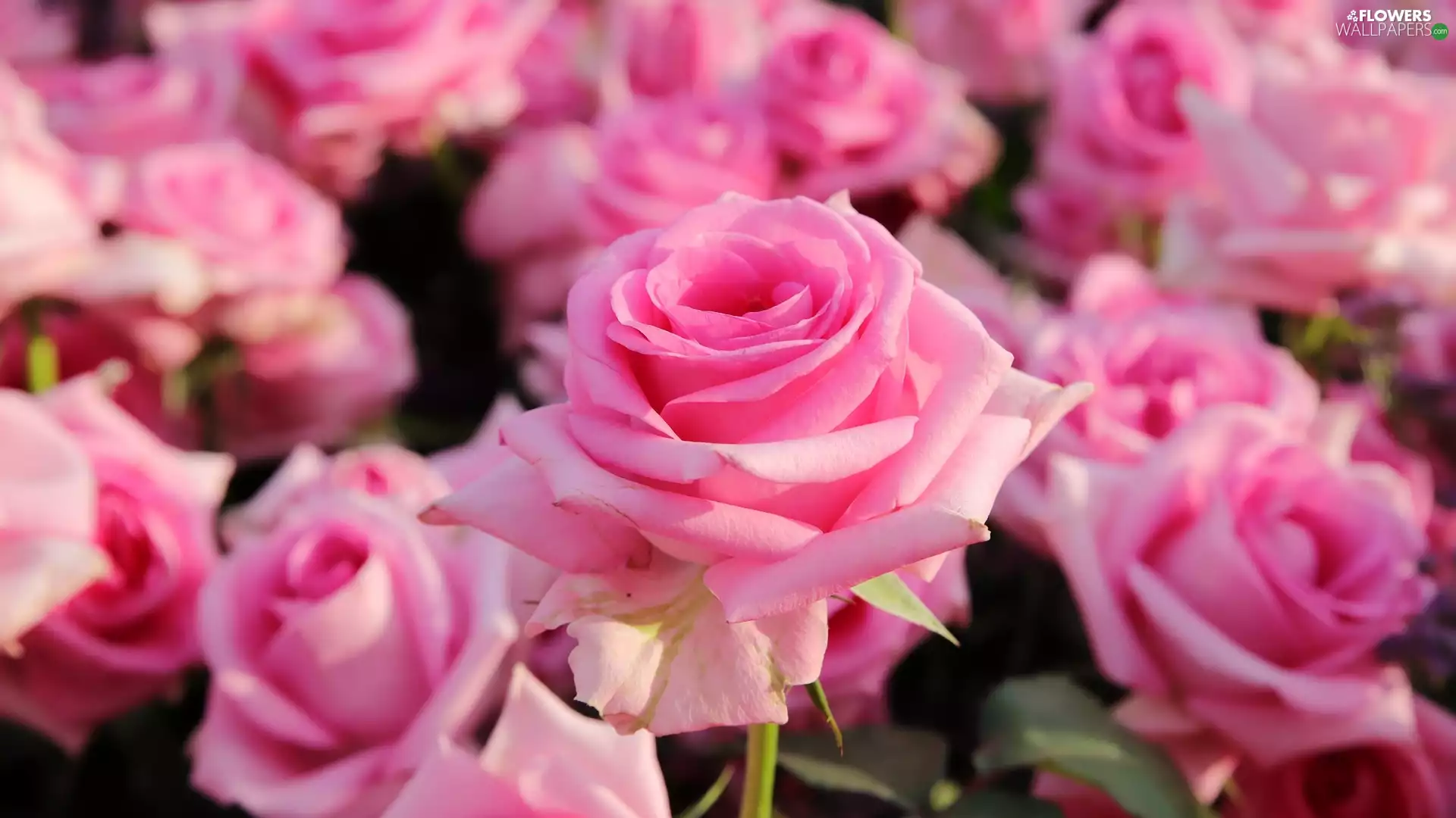 Pink, developed, rose, roses