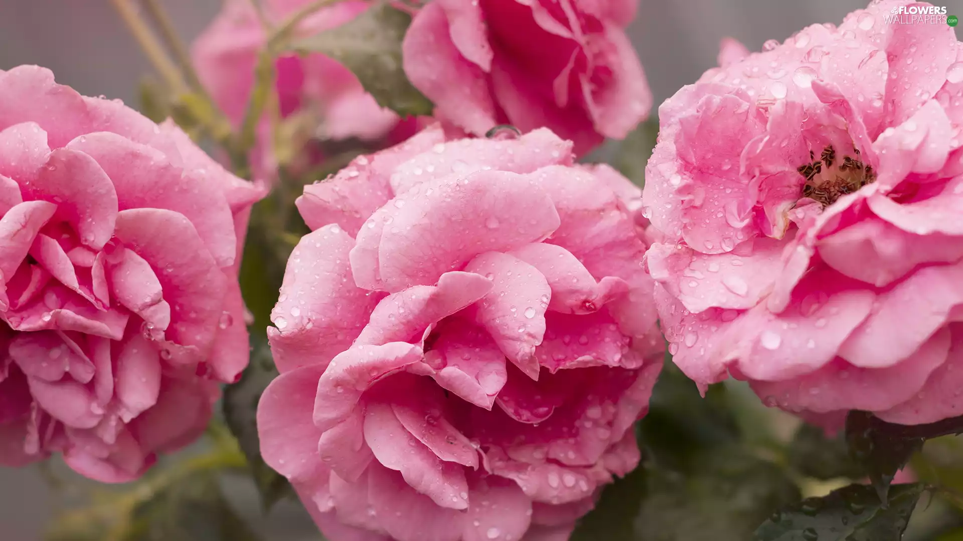 Pink, drops, water, roses
