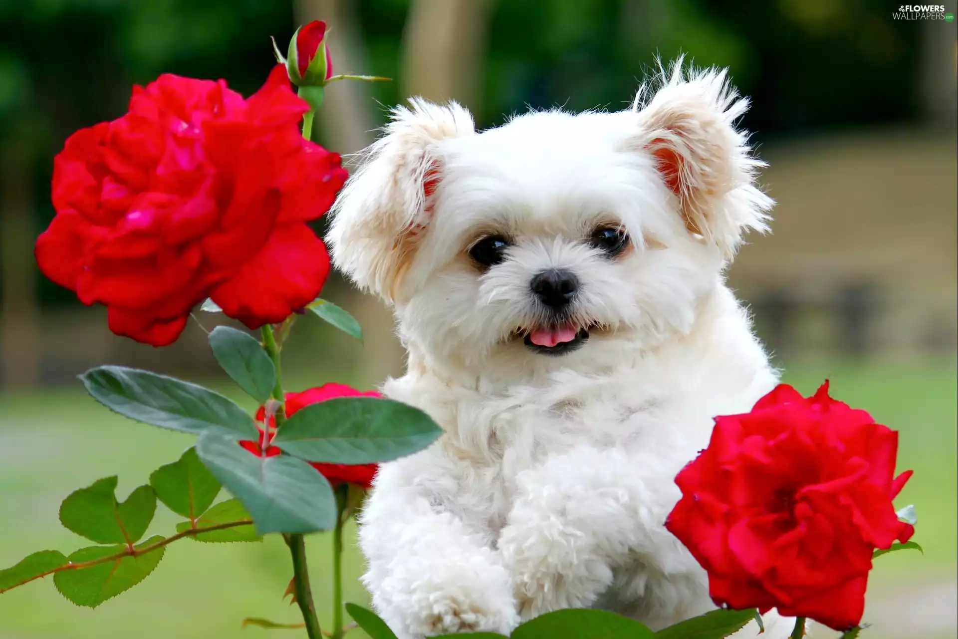 roses, White, puppie