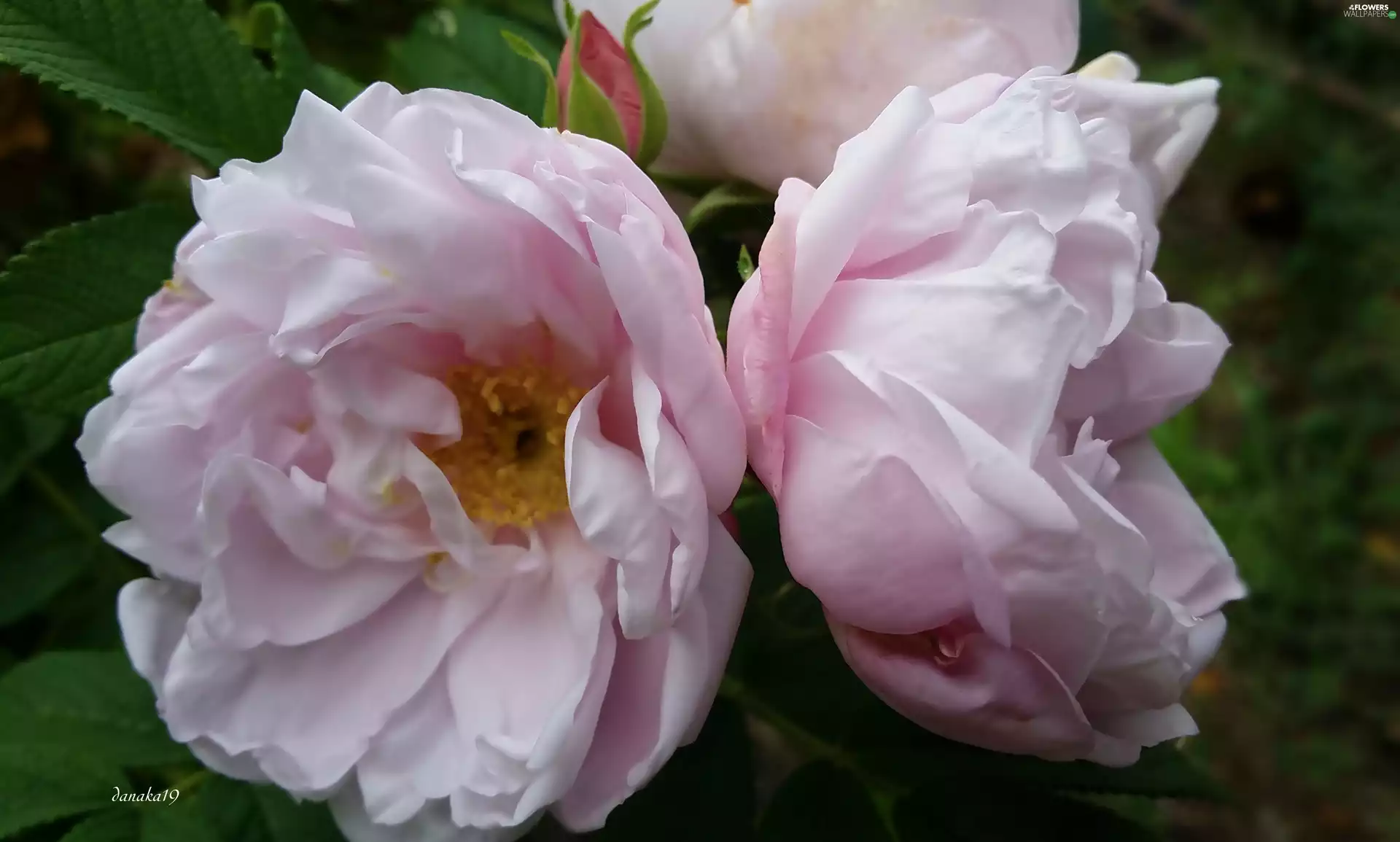 roses, brightly, purple