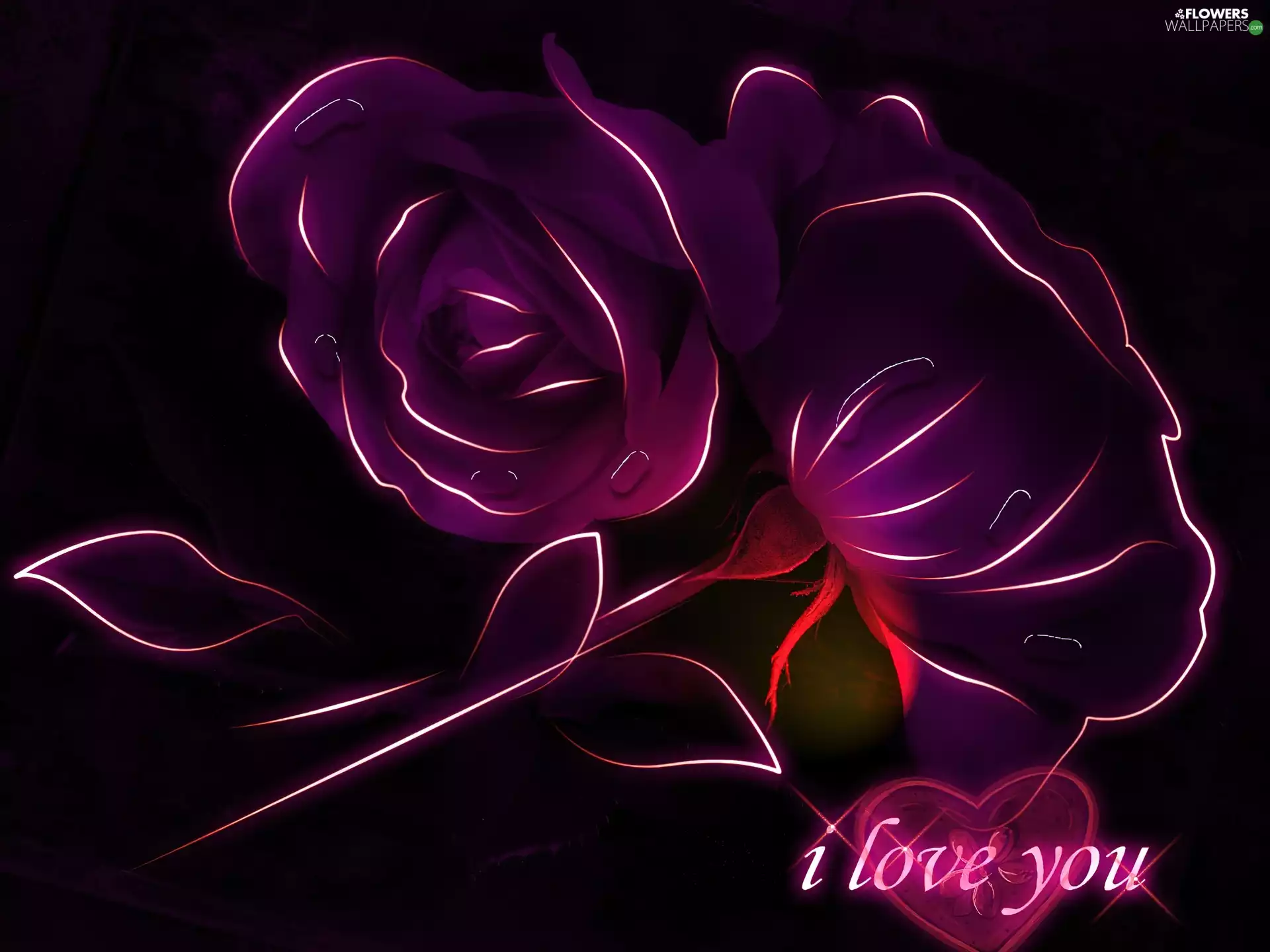 purple, love, graphics, roses
