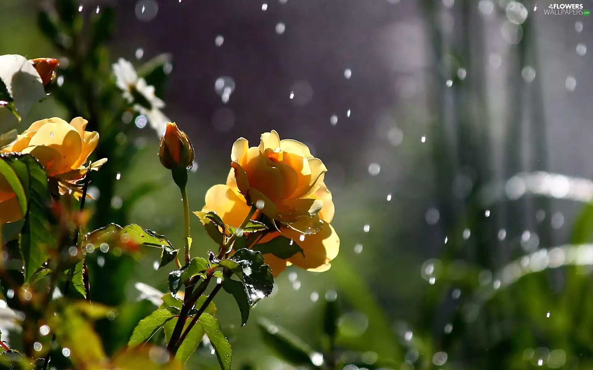 roses, Rain