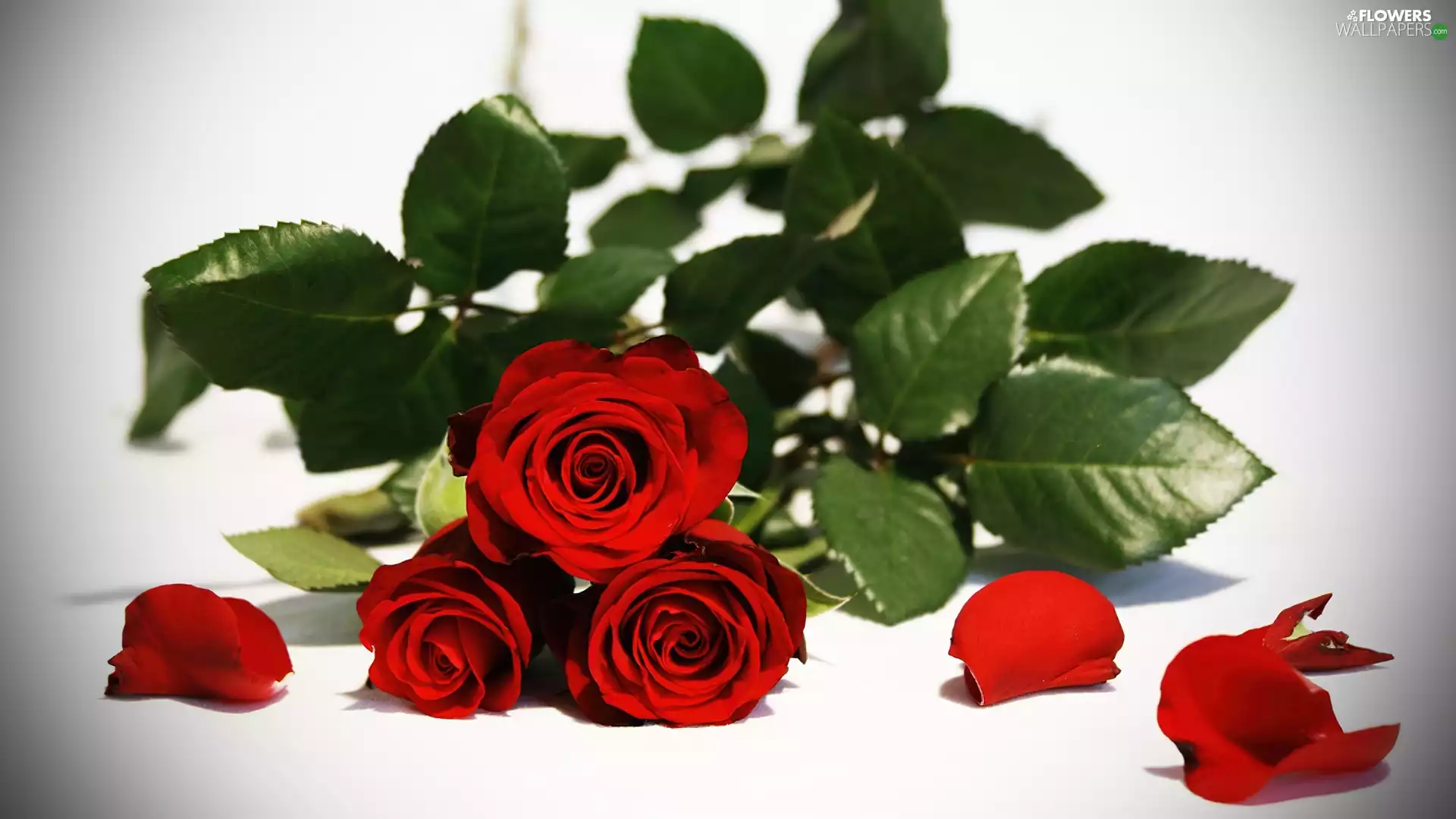 Red, roses