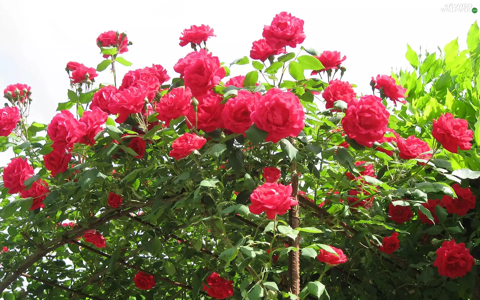 Red, roses