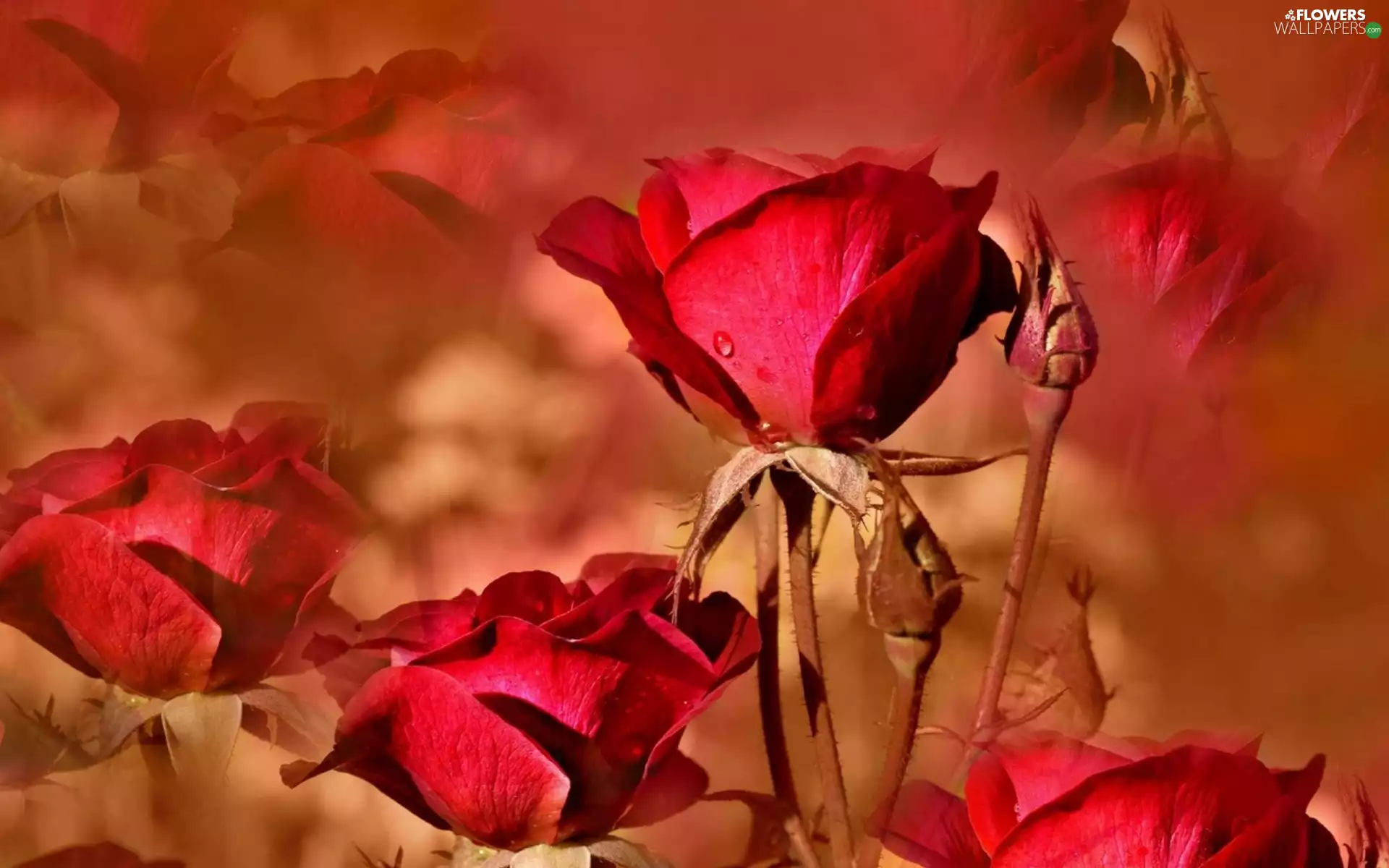 Red, roses