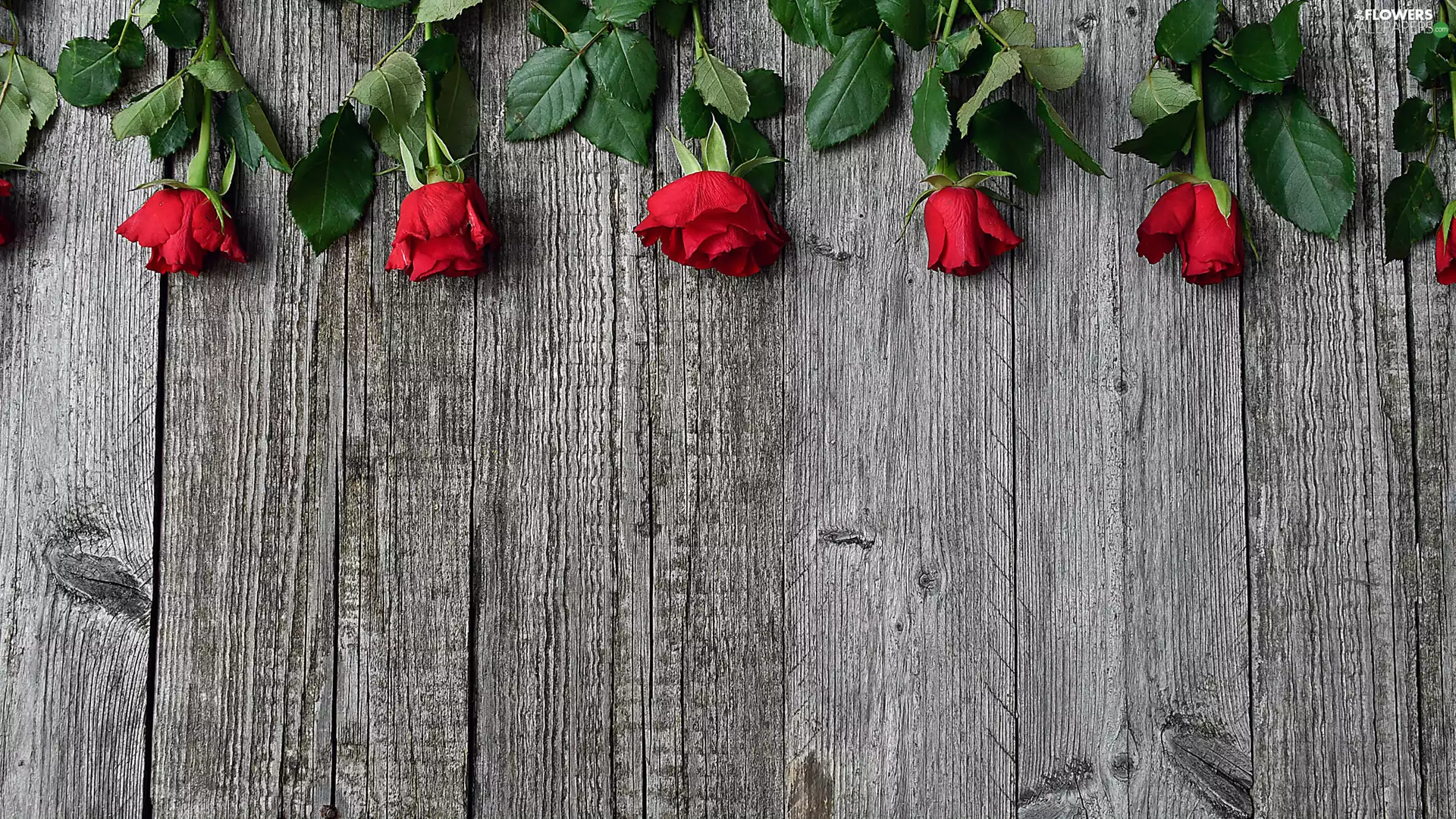 Red, Flowers, boarding, roses