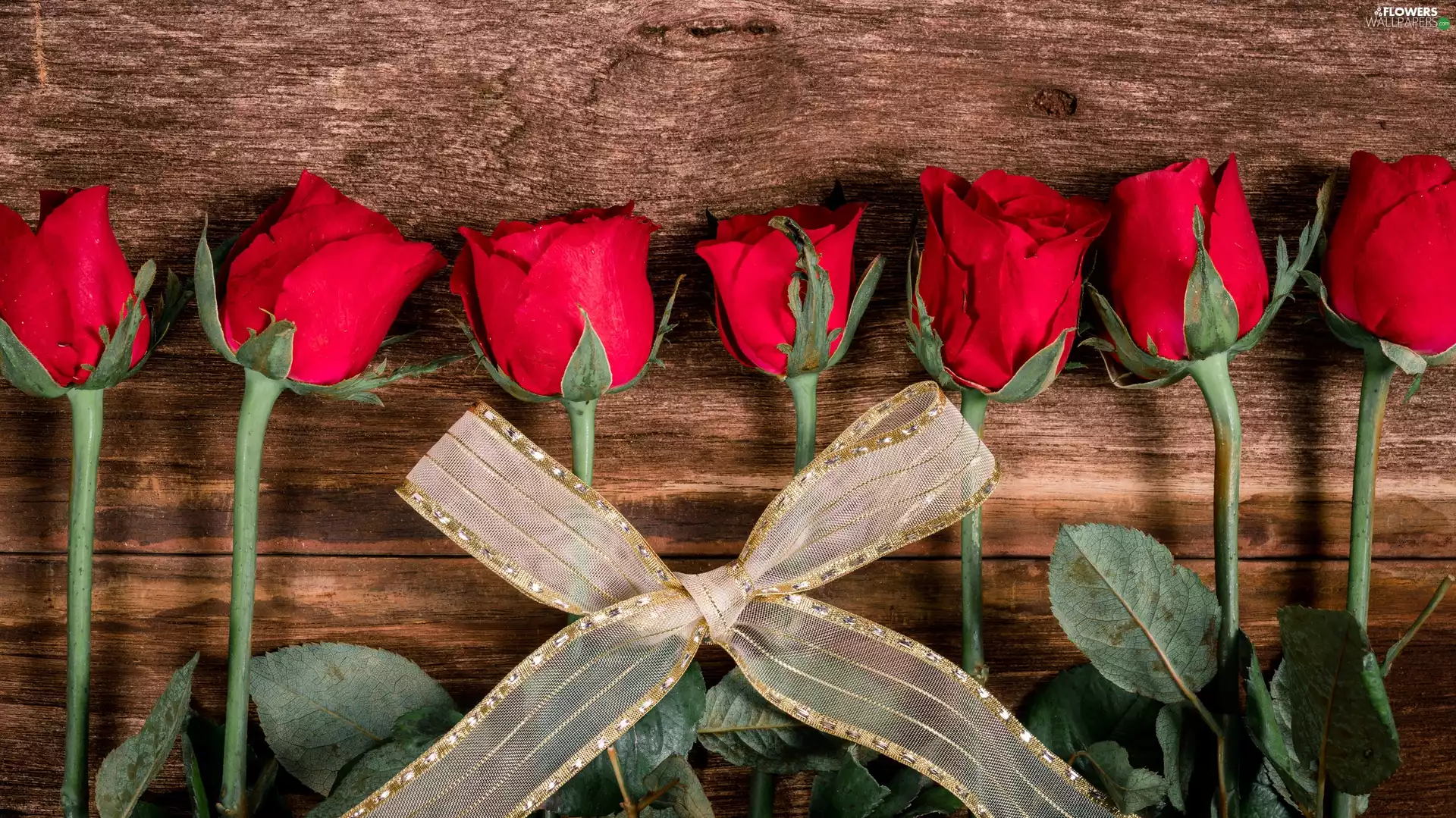 Red, ribbon, boarding, roses