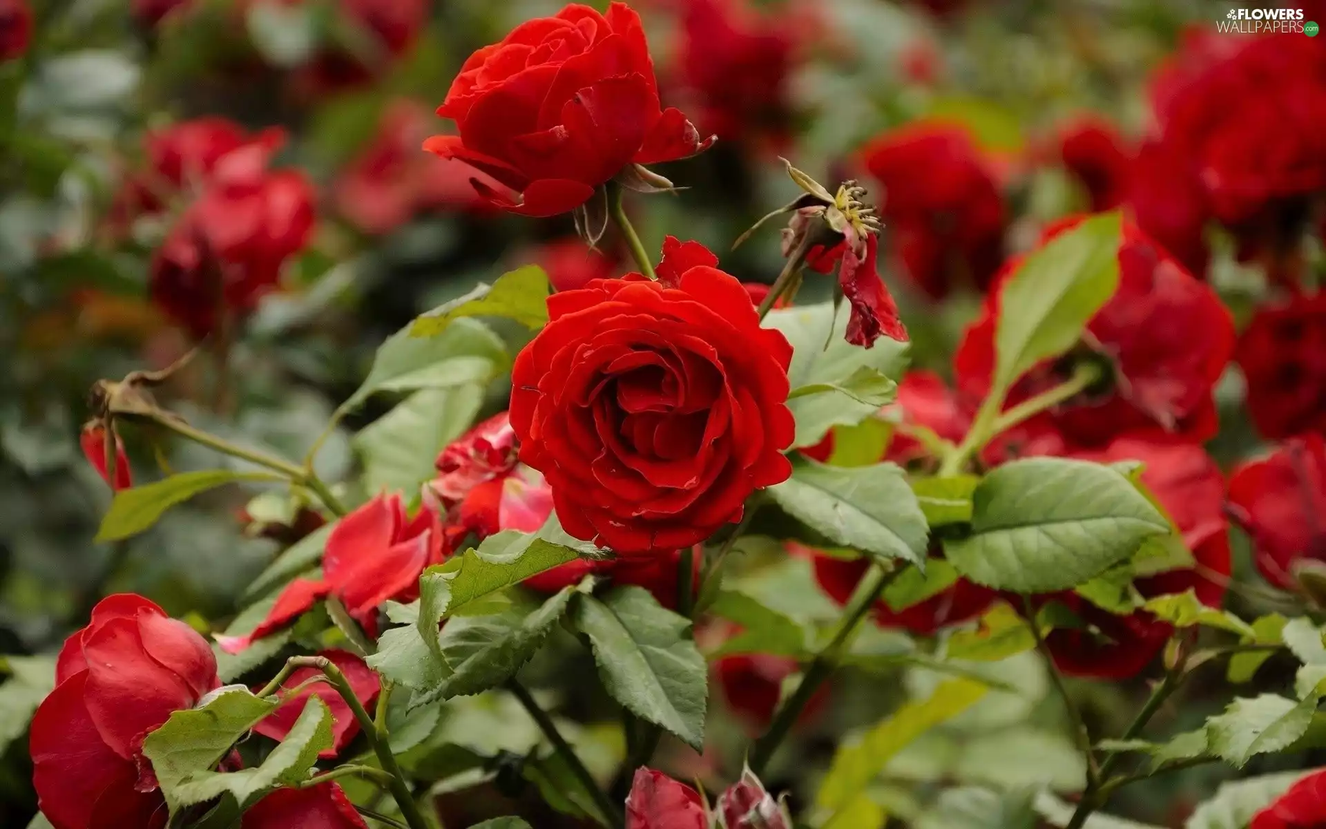 roses, bush, Red