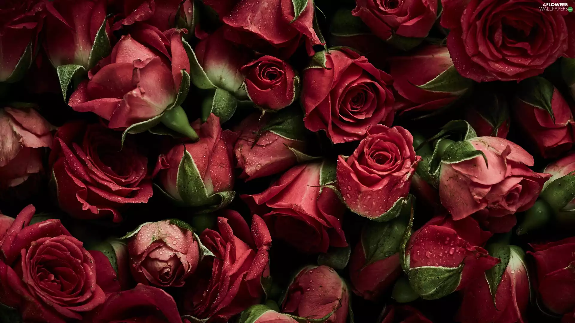 Red, Buds, drops, roses