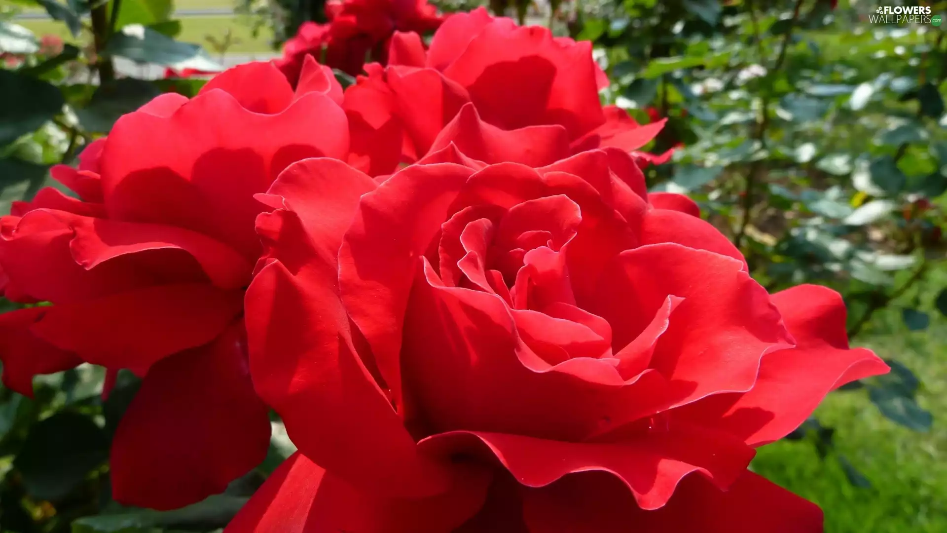 roses, Garden, Red