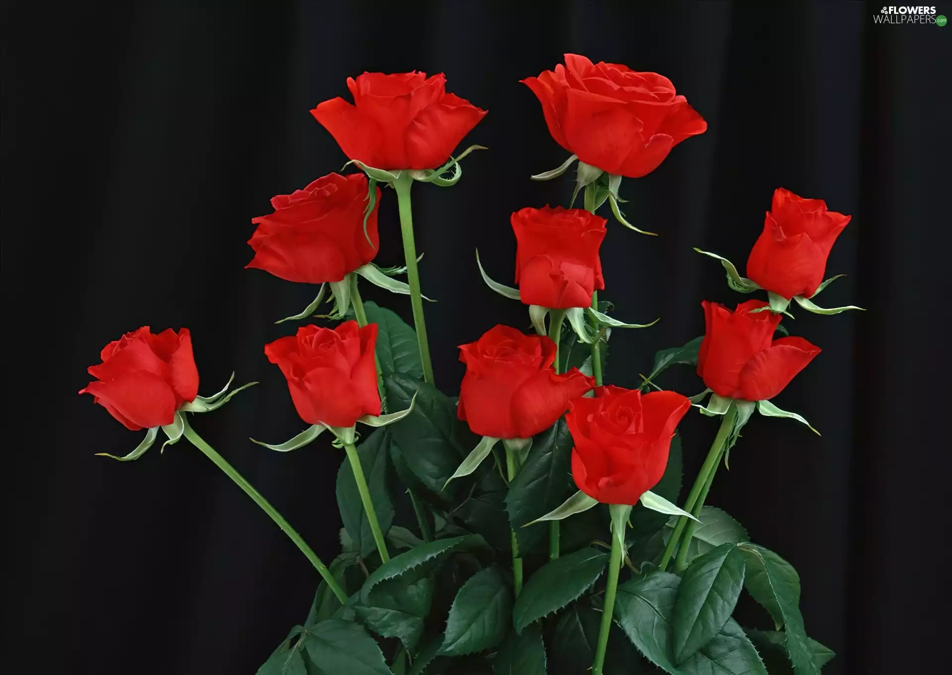 Red, stems, Leaf, roses