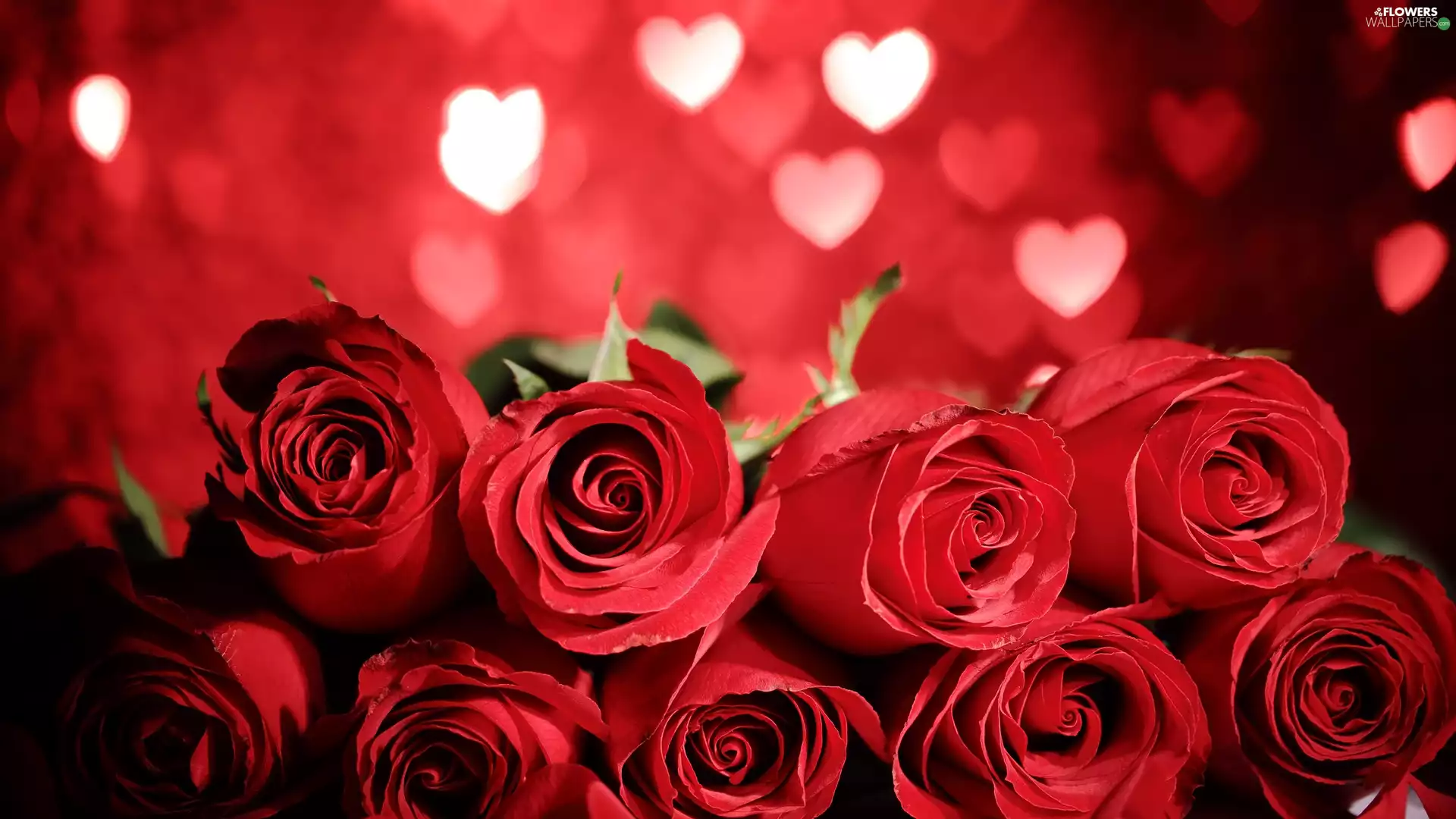 Red, hearts, love, roses