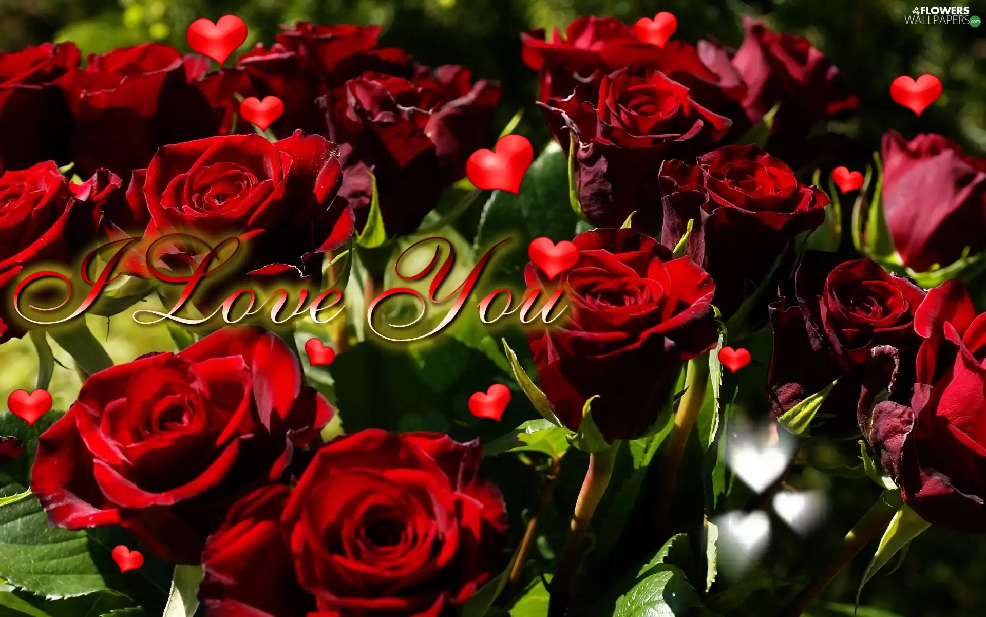 Red, text, love, roses