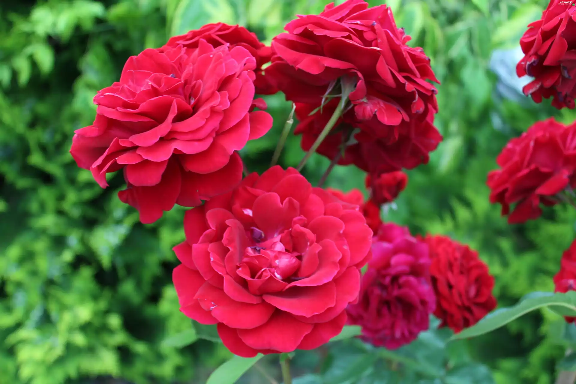 Red, Flowers, nature, roses