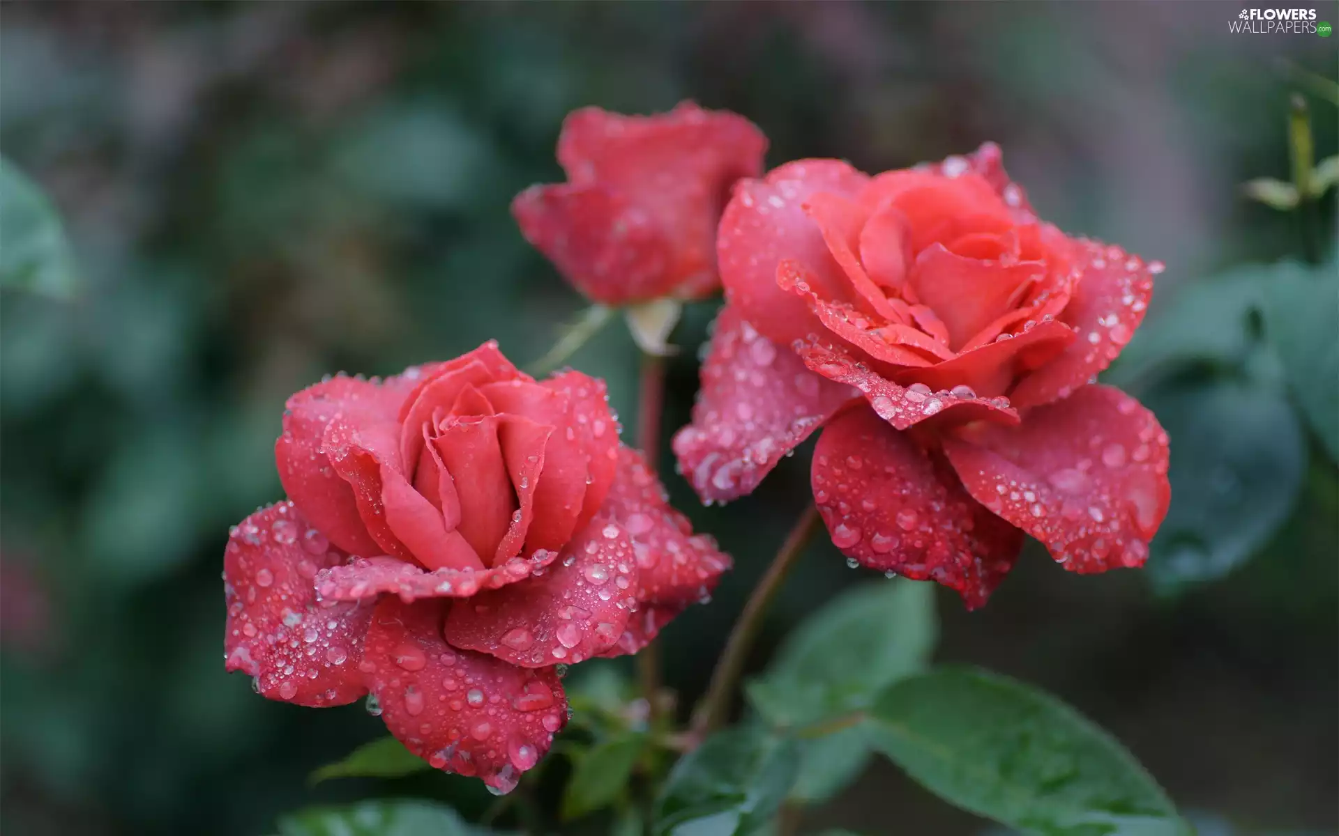 Red, drops, rain, roses