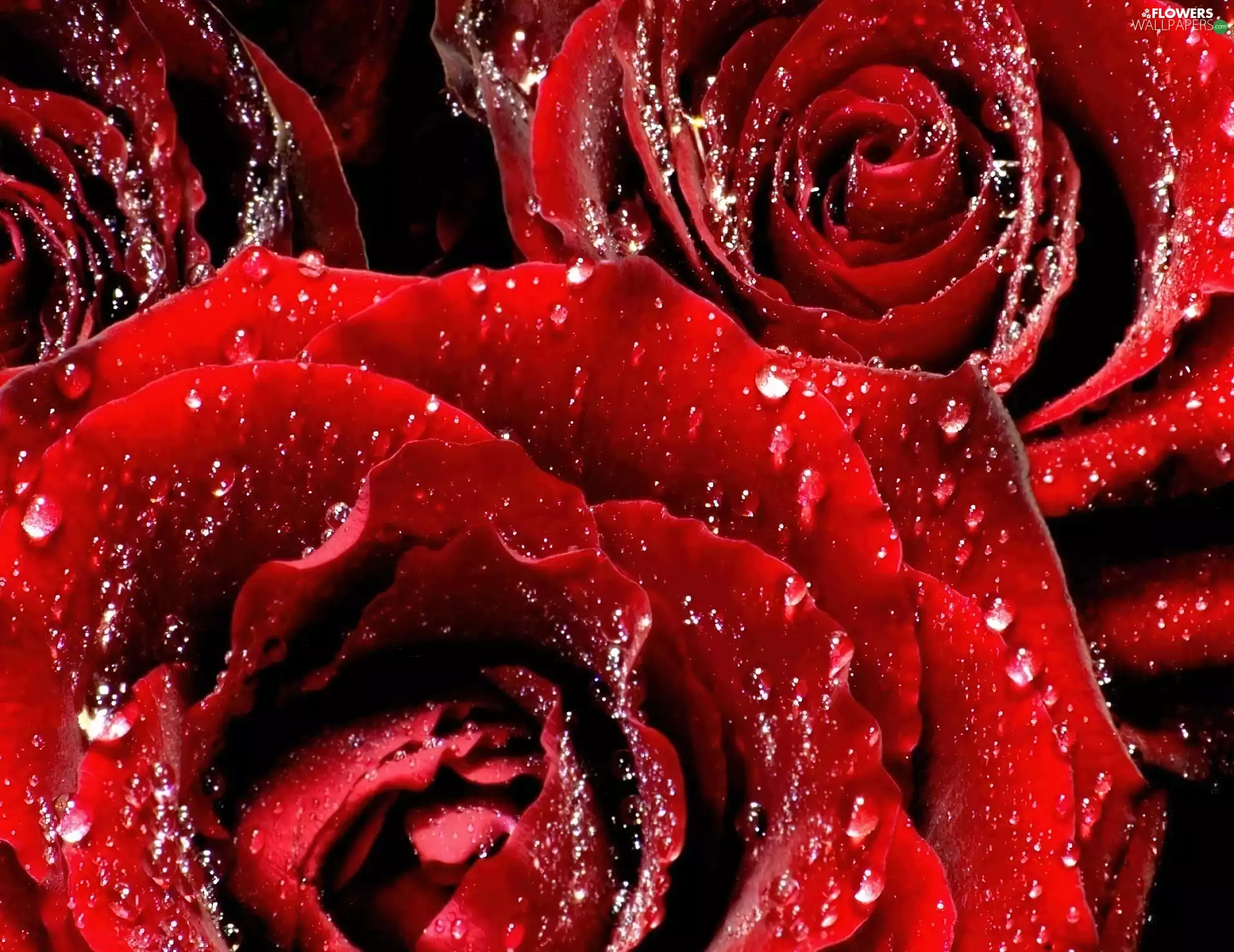 Red, drops, water, roses