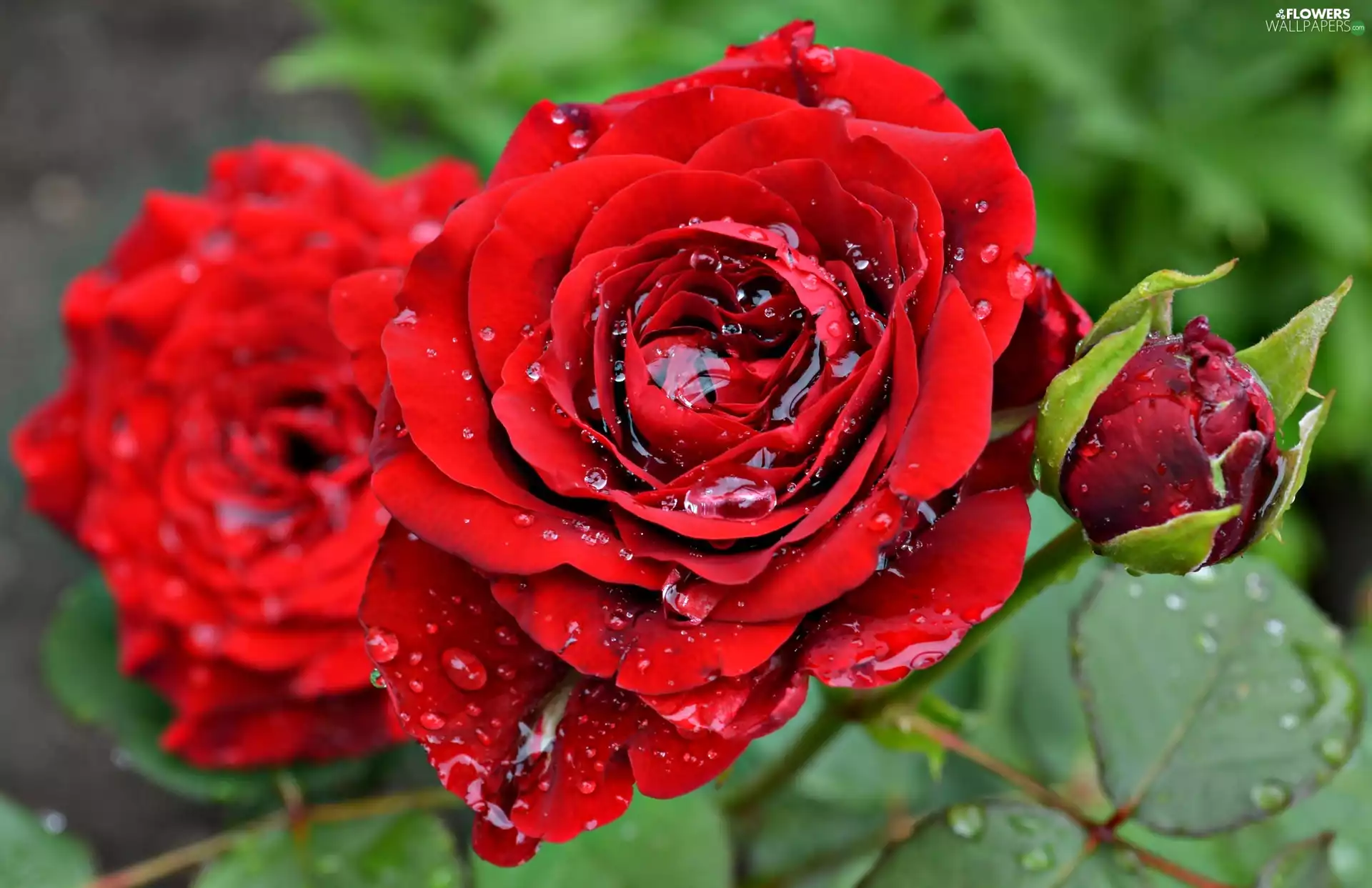 Red, drops, water, roses