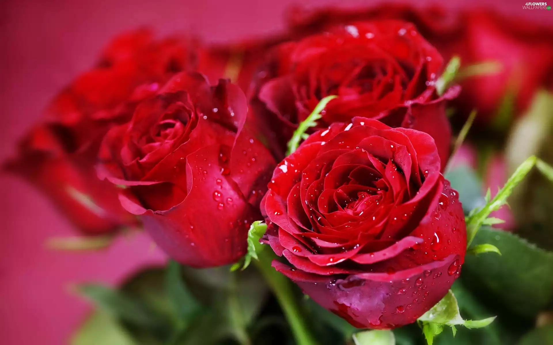 Red, drops, water, roses