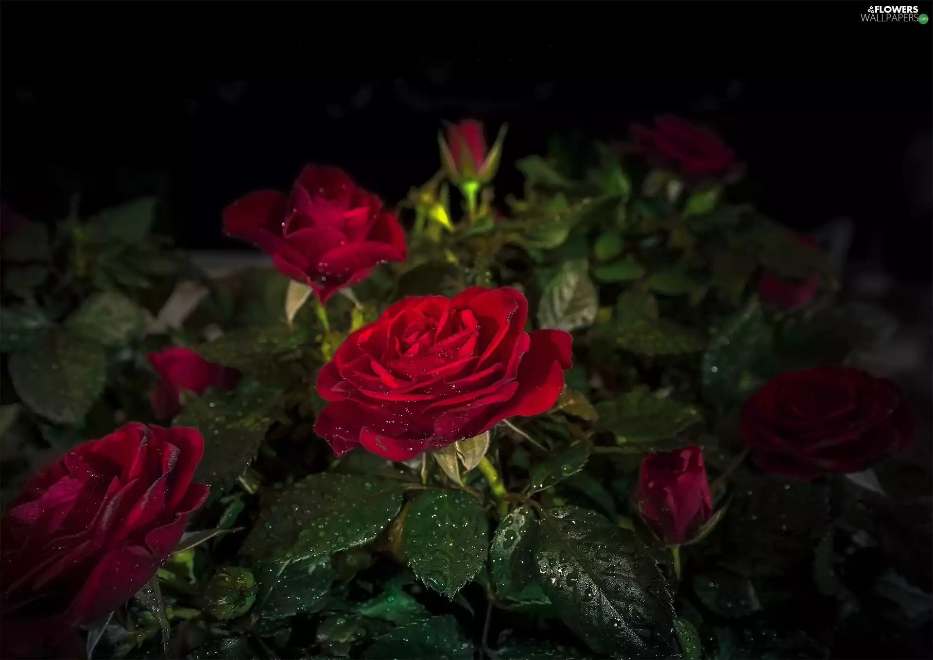 Red, drops, water, roses