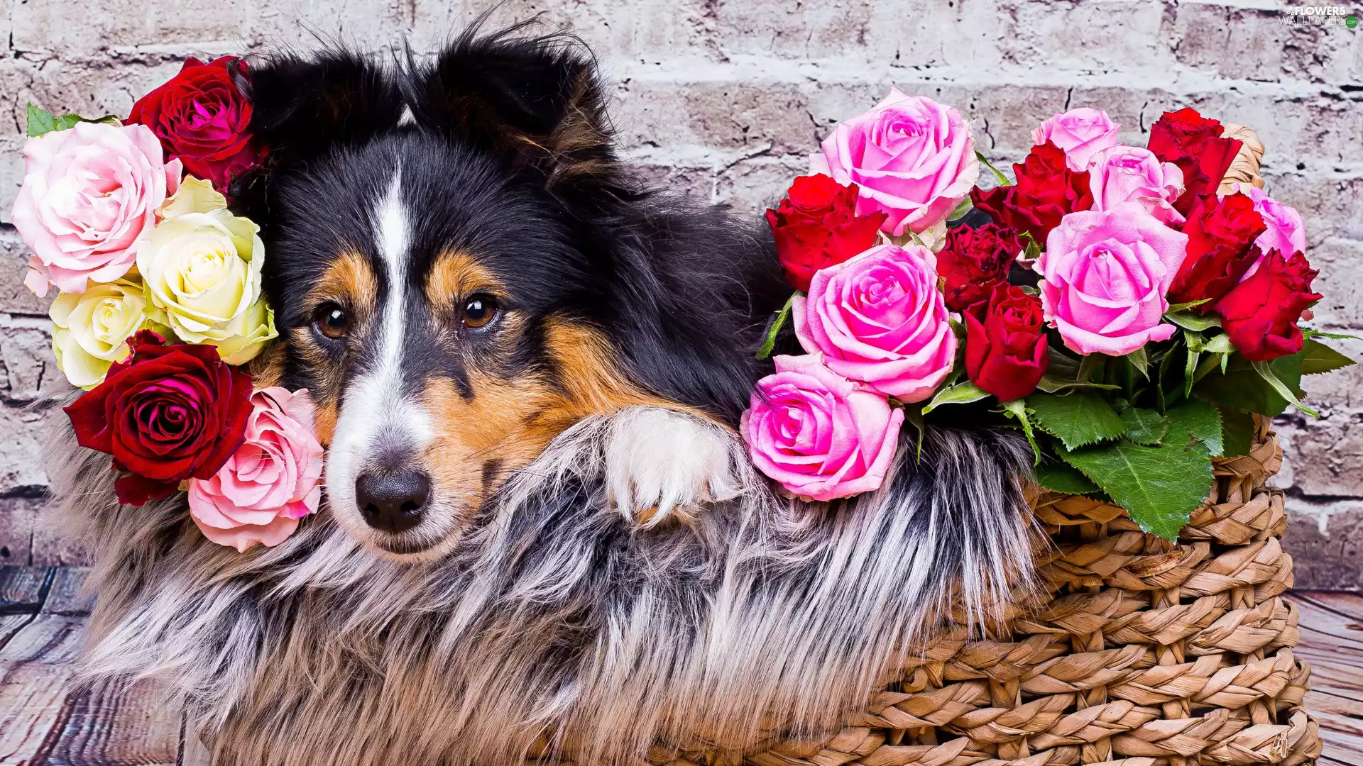 basket, wall, color, roses, shetland Sheepdog