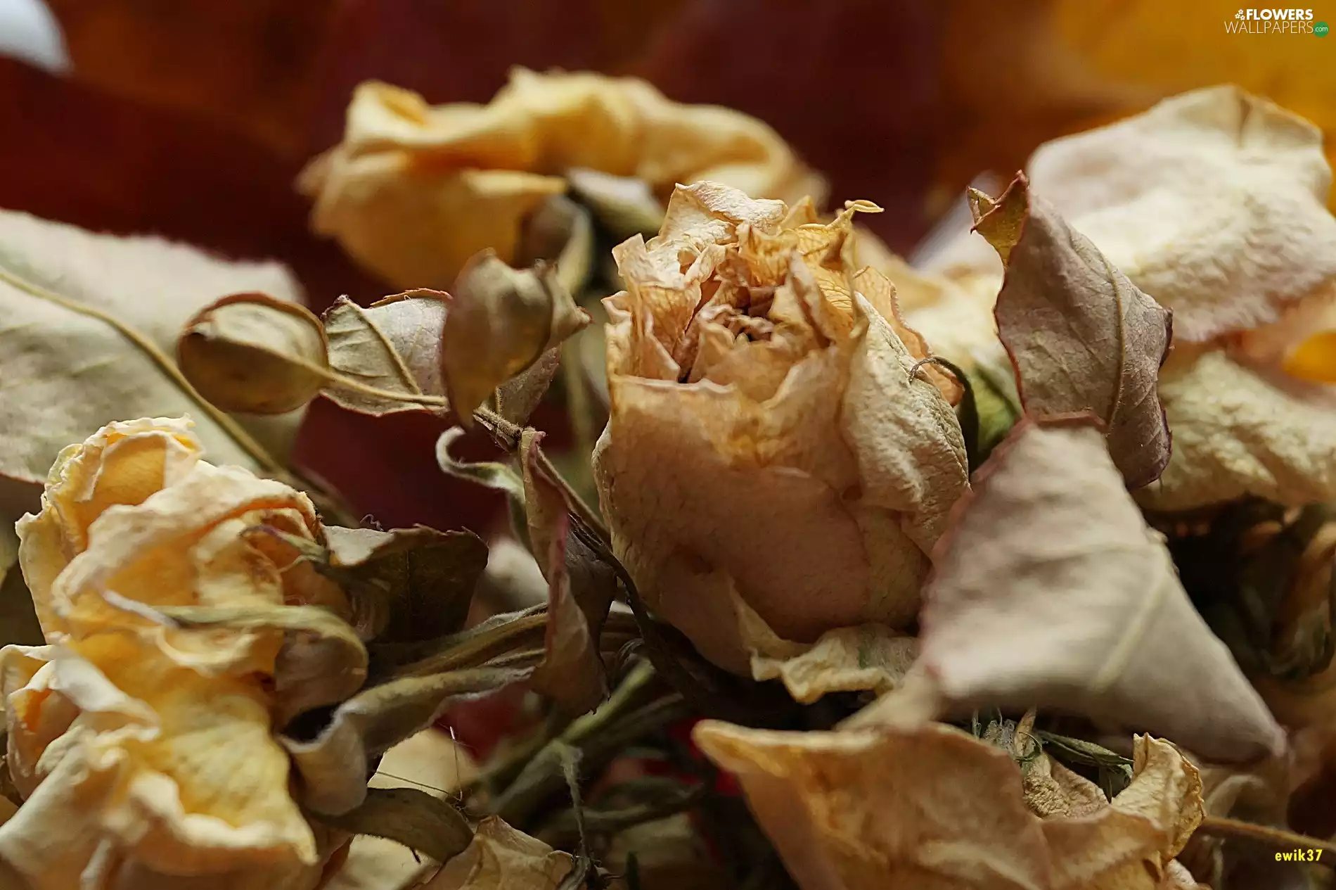 small bunch, dried, roses