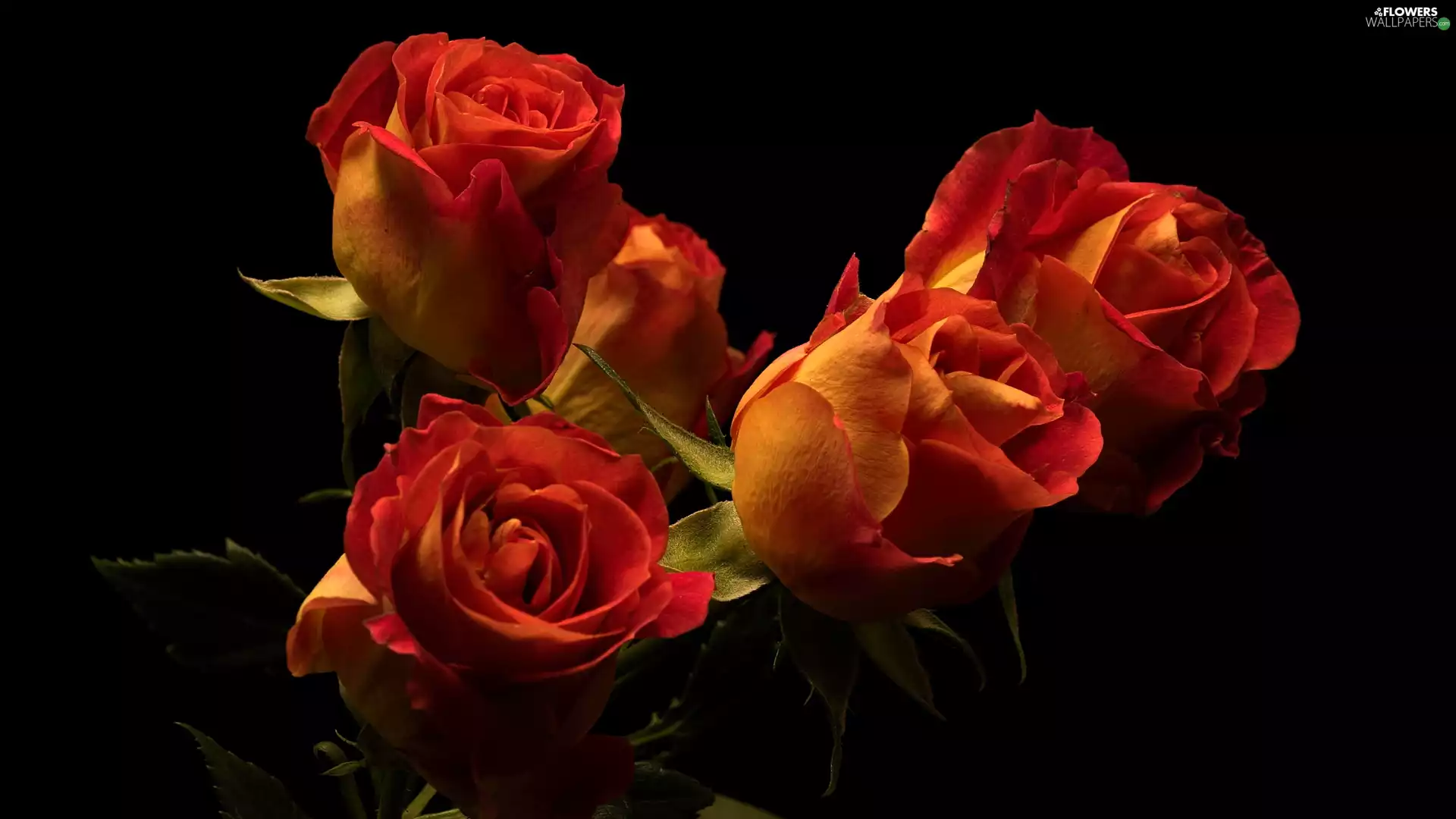 tea, Black, background, roses