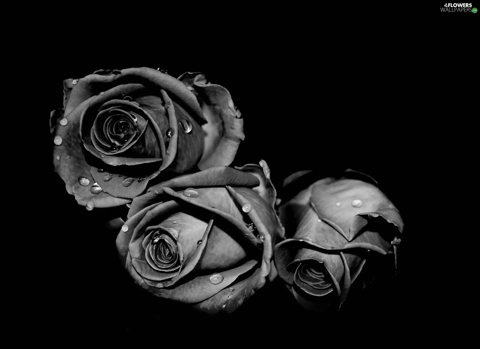 Three, roses