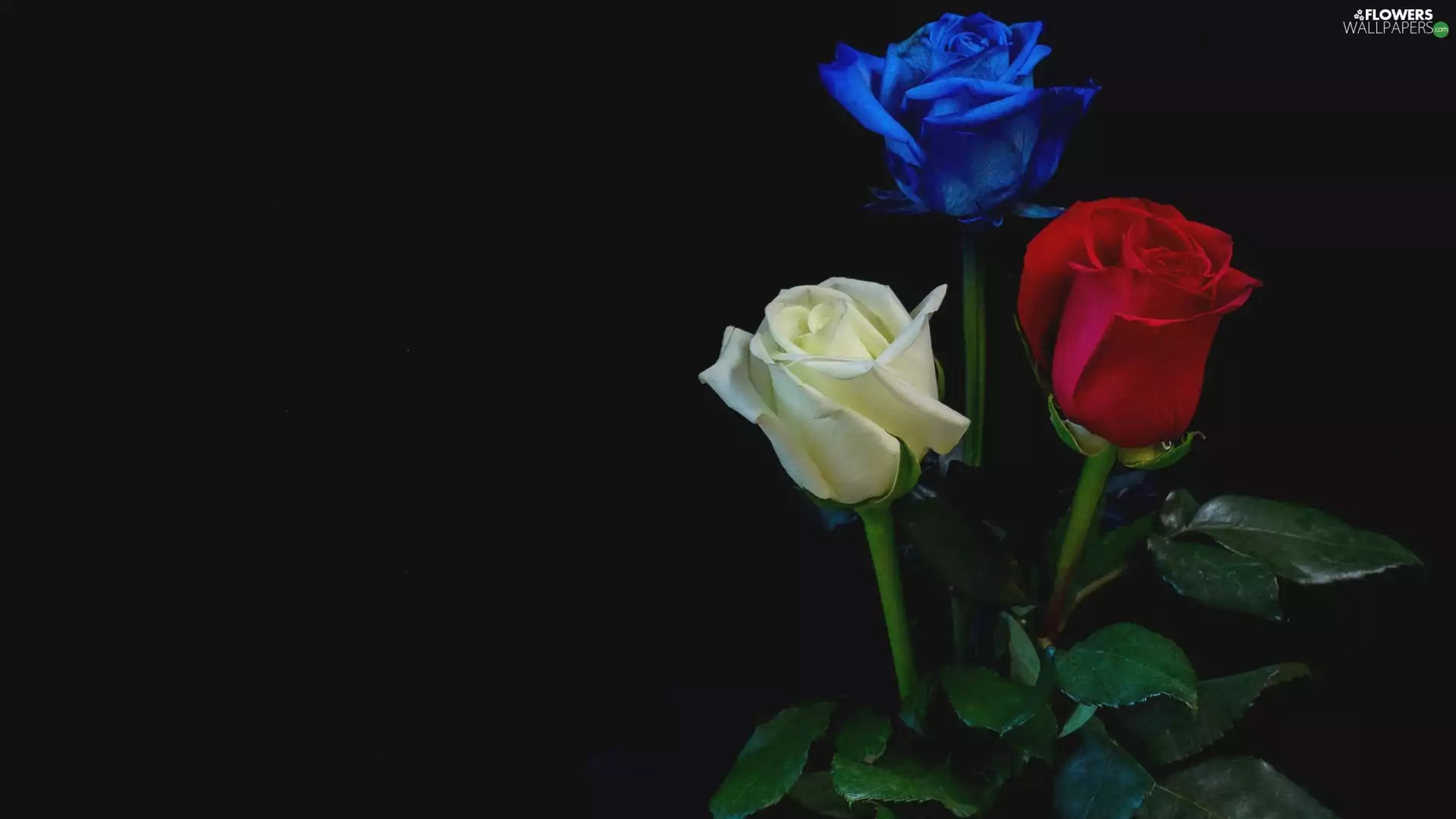 red hot, Blue, roses, White, Three